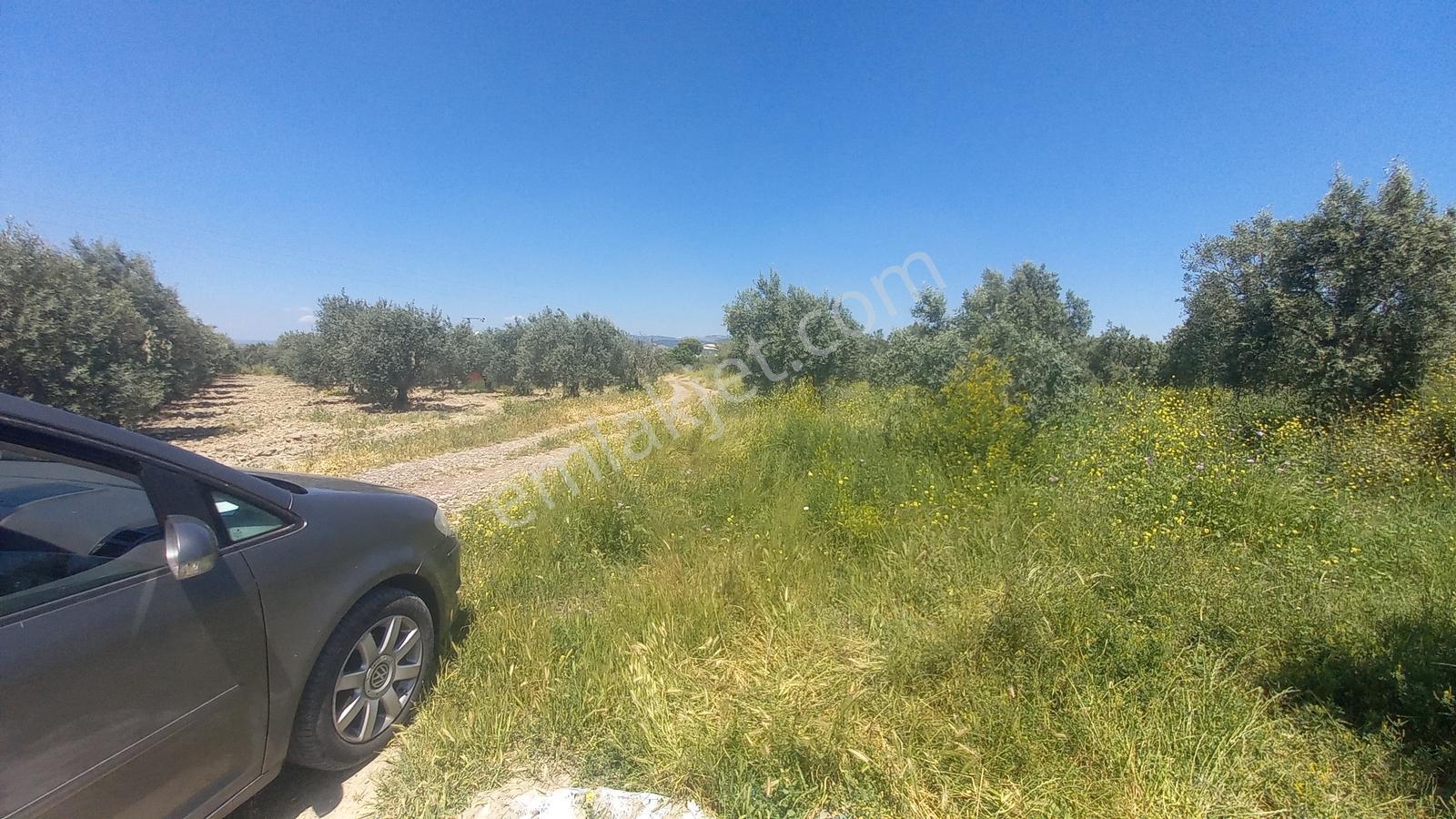 Süleymanlıda Elektrik Ve Suyu Olan Zeytinlik - Görsel 5