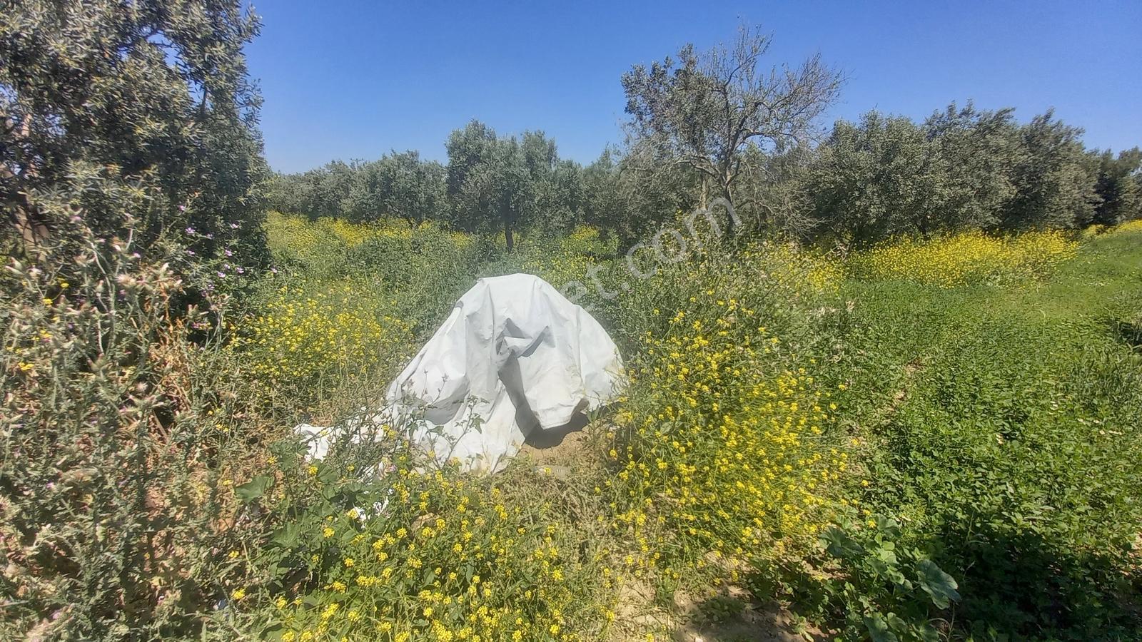 Süleymanlıda Elektrik Ve Suyu Olan Zeytinlik - Görsel 6