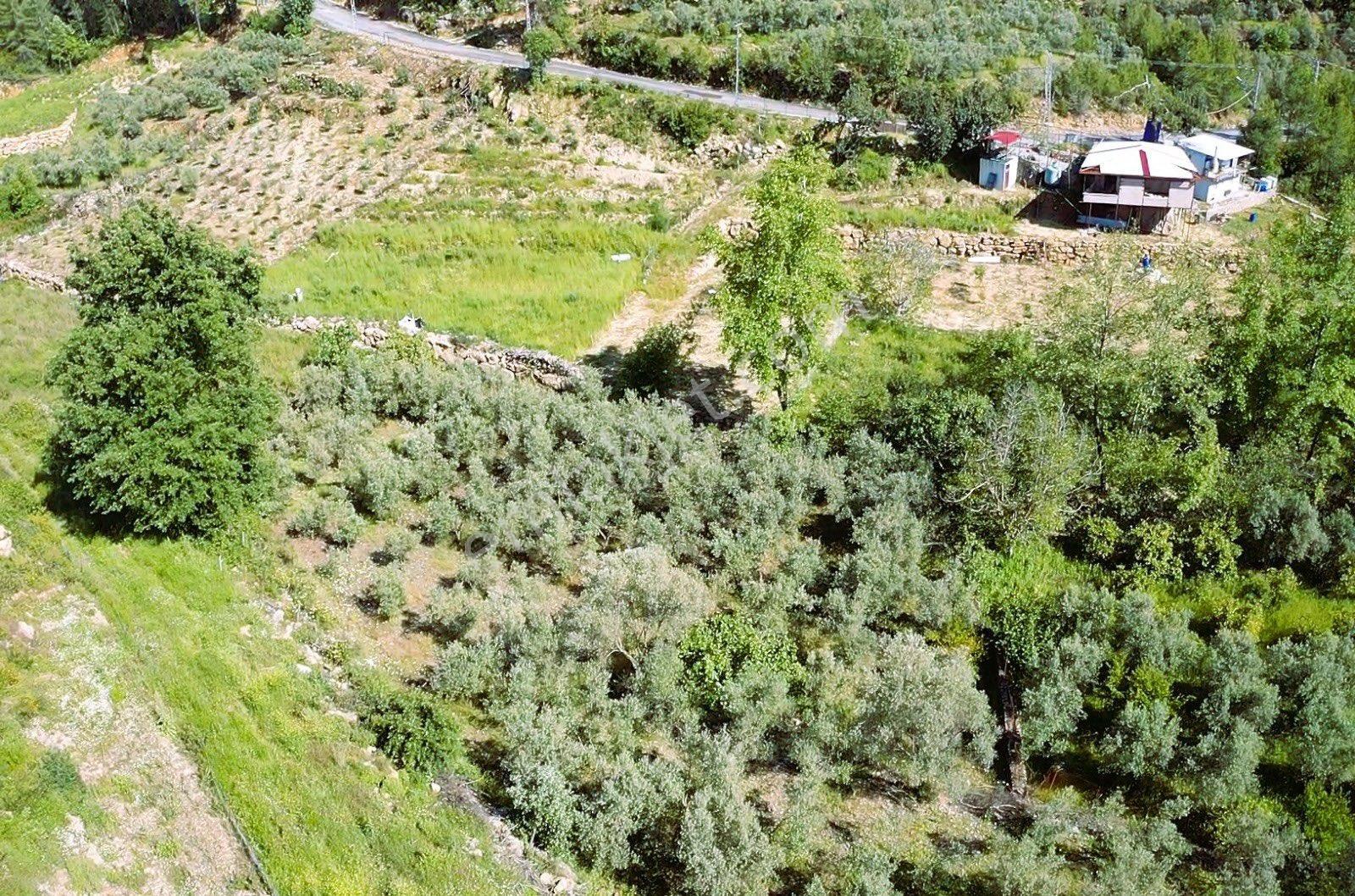 Alanya Saburlarda Satılık 2.642 M2 Zeytin Bahçesi - Görsel 5