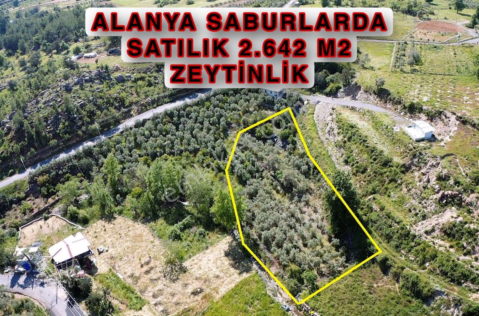 Alanya Saburlarda Satılık 2.642 M2 Zeytin Bahçesi