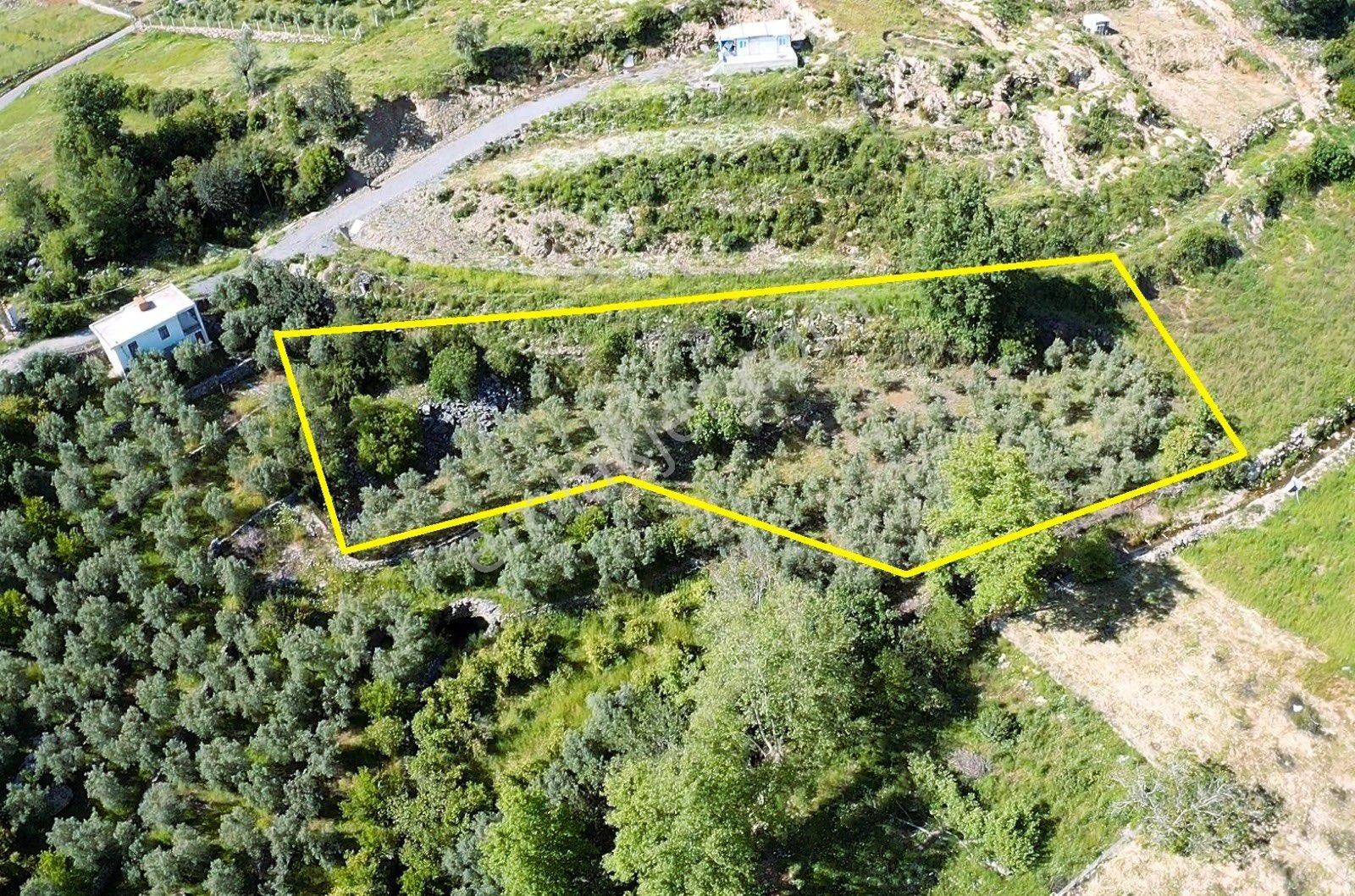 Alanya Saburlarda Satılık 2.642 M2 Zeytin Bahçesi - Görsel 11