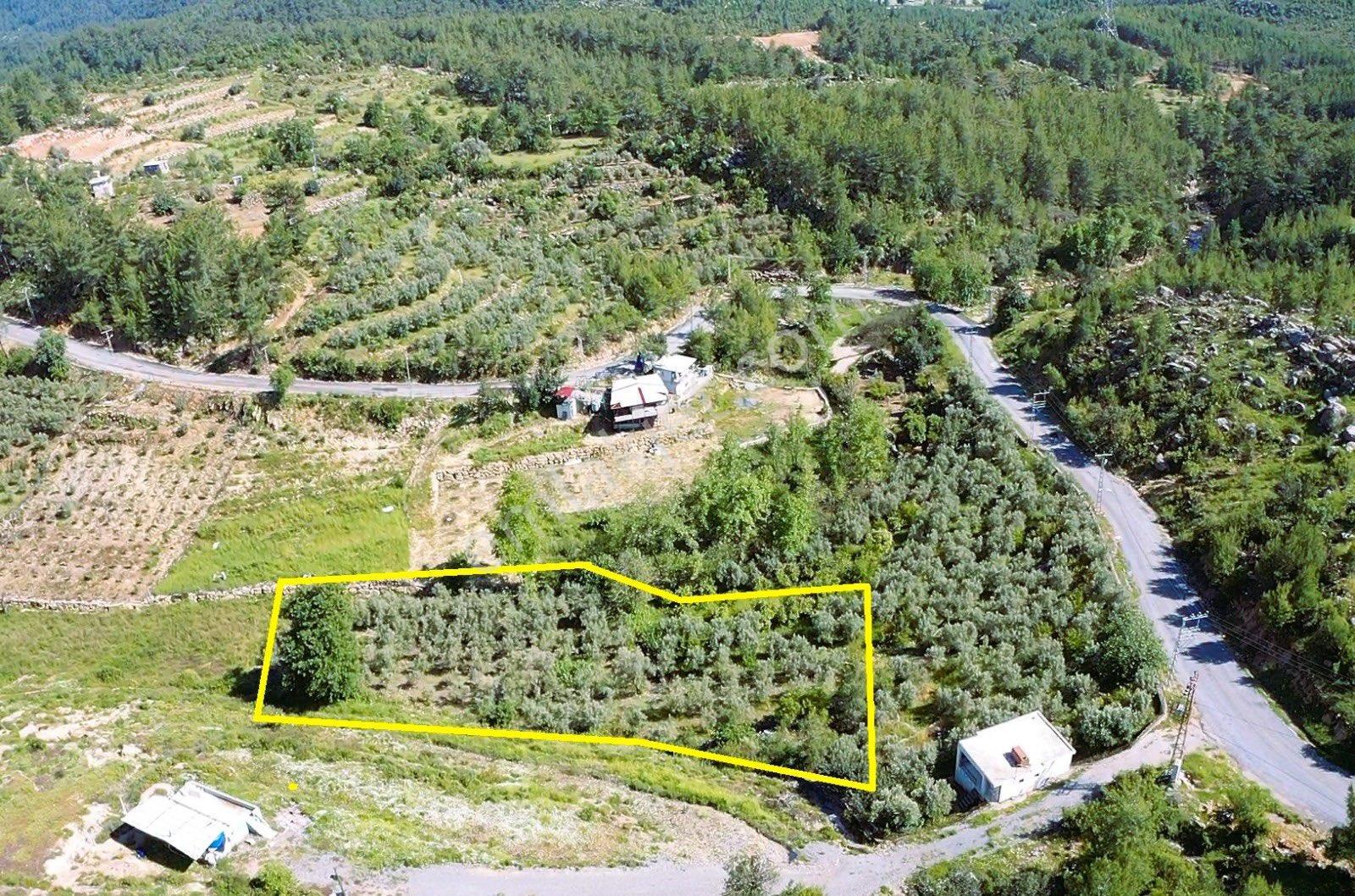 Alanya Saburlarda Satılık 2.642 M2 Zeytin Bahçesi - Görsel 12