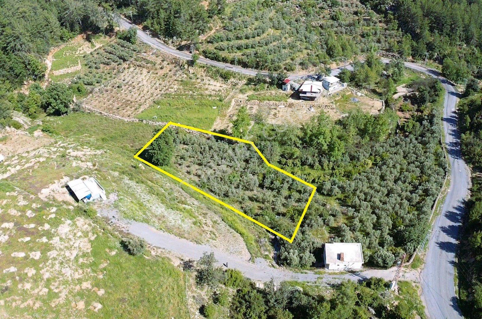 Alanya Saburlarda Satılık 2.642 M2 Zeytin Bahçesi - Görsel 13