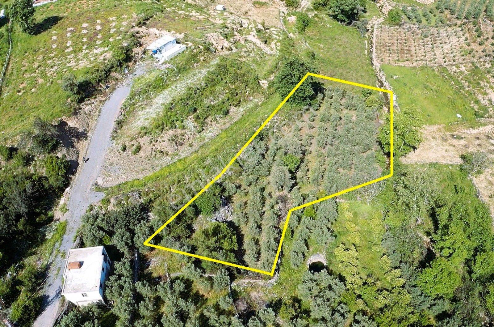 Alanya Saburlarda Satılık 2.642 M2 Zeytin Bahçesi - Görsel 7