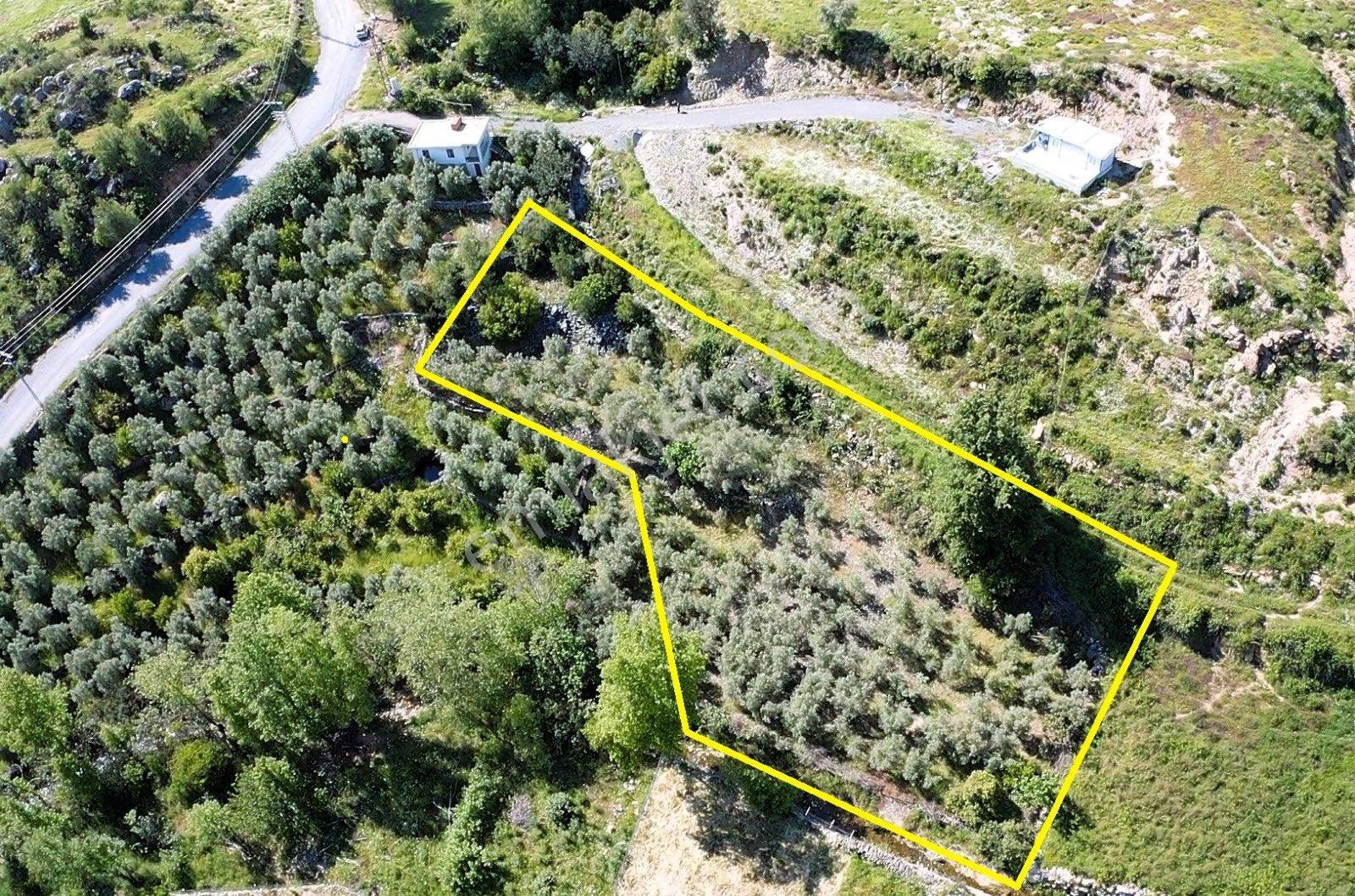 Alanya Saburlarda Satılık 2.642 M2 Zeytin Bahçesi - Görsel 8
