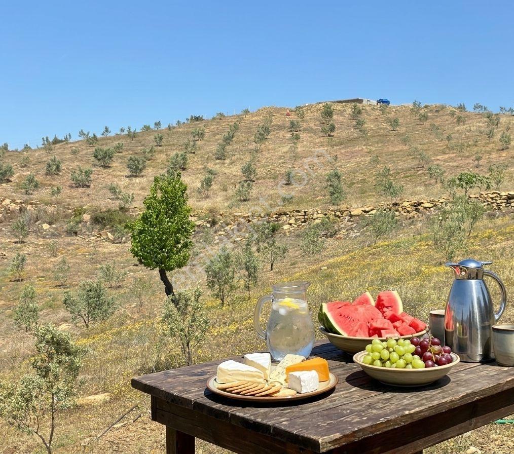 Seferihisar Beyler'de Satılık 35.168 M2 1000 Ağaçlı Zeytinlik - Görsel 12