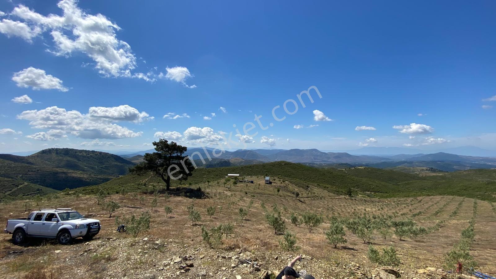 Seferihisar Beyler'de Satılık 35.168 M2 1000 Ağaçlı Zeytinlik - Görsel 4