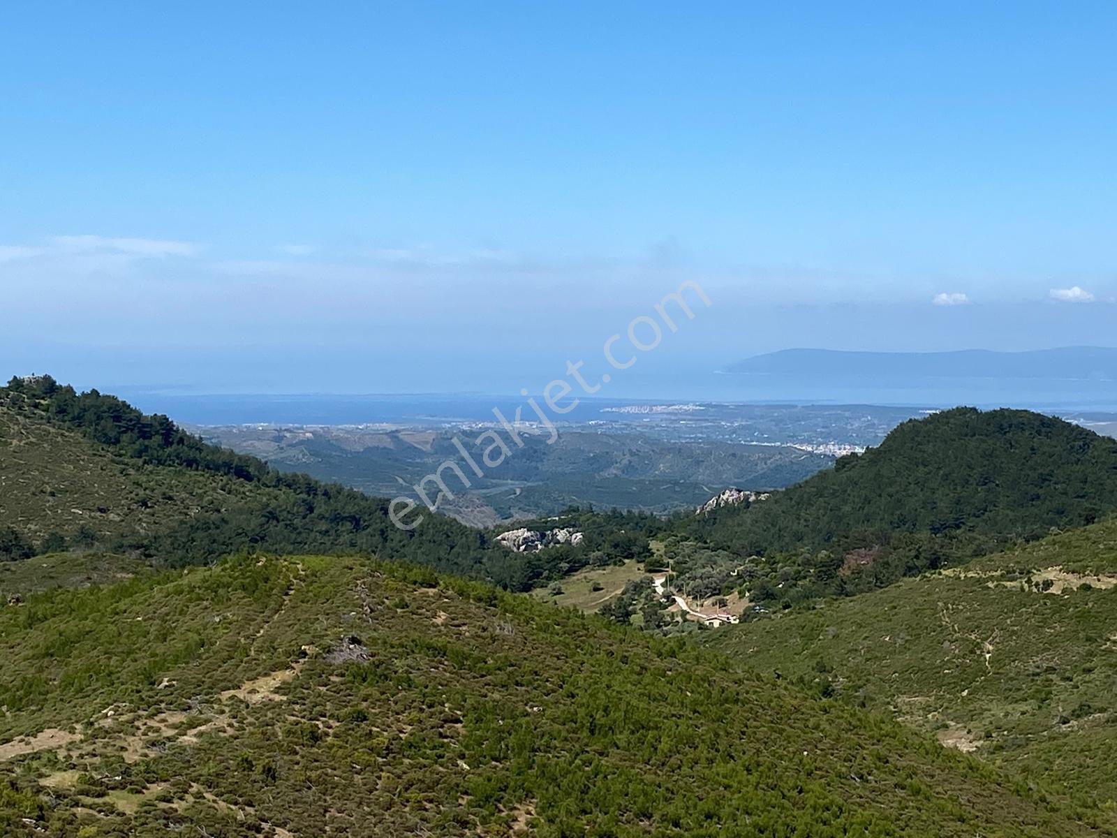Seferihisar Beyler'de Satılık 35.168 M2 1000 Ağaçlı Zeytinlik - Görsel 15