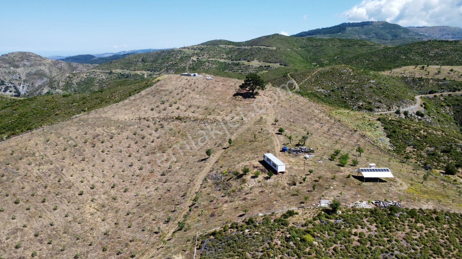 Seferihisar Beyler'de Satılık 35.168 M2 1000 Ağaçlı Zeytinlik - Görsel 3