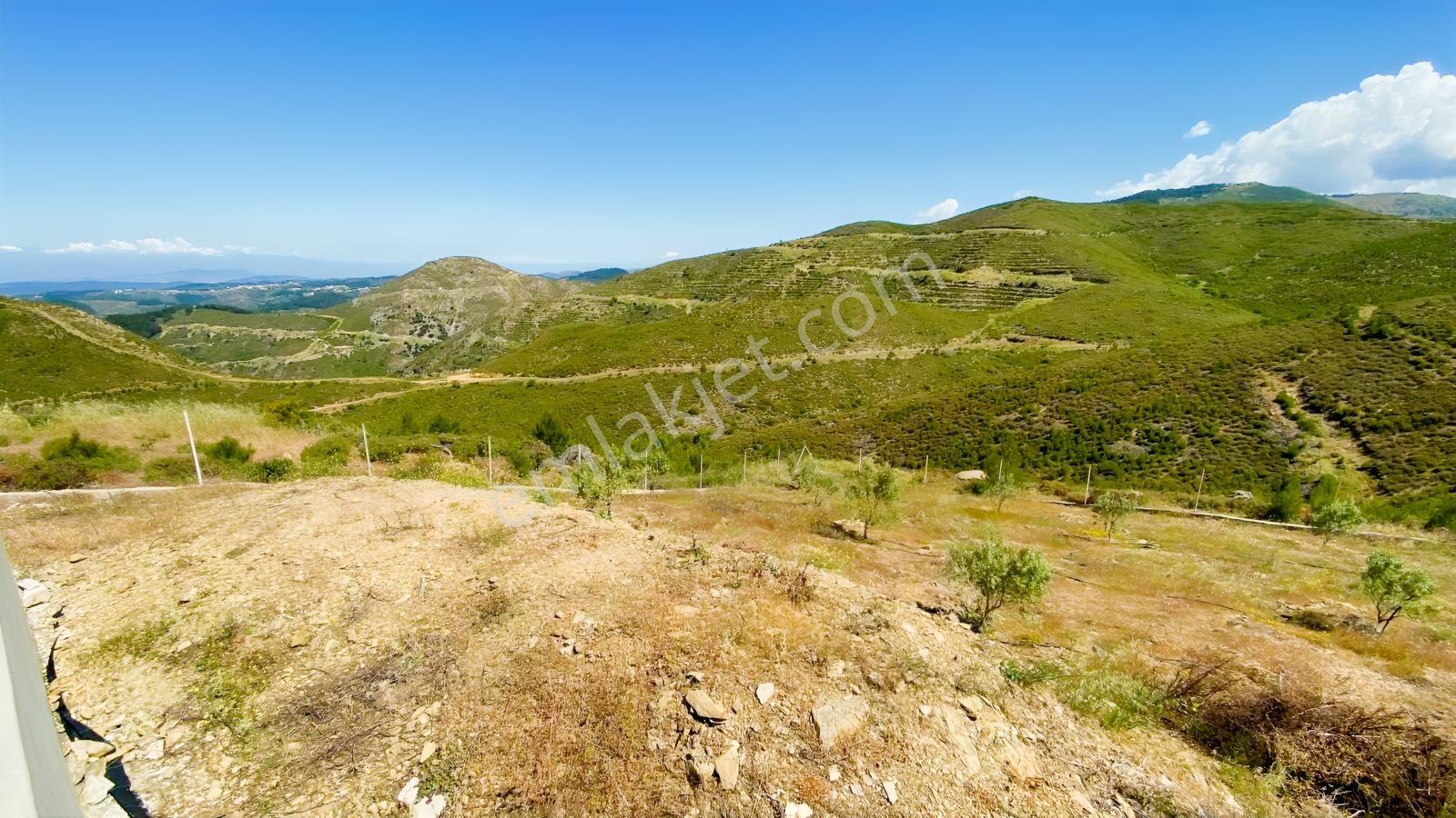 Seferihisar Beyler'de Satılık 35.168 M2 1000 Ağaçlı Zeytinlik - Görsel 5