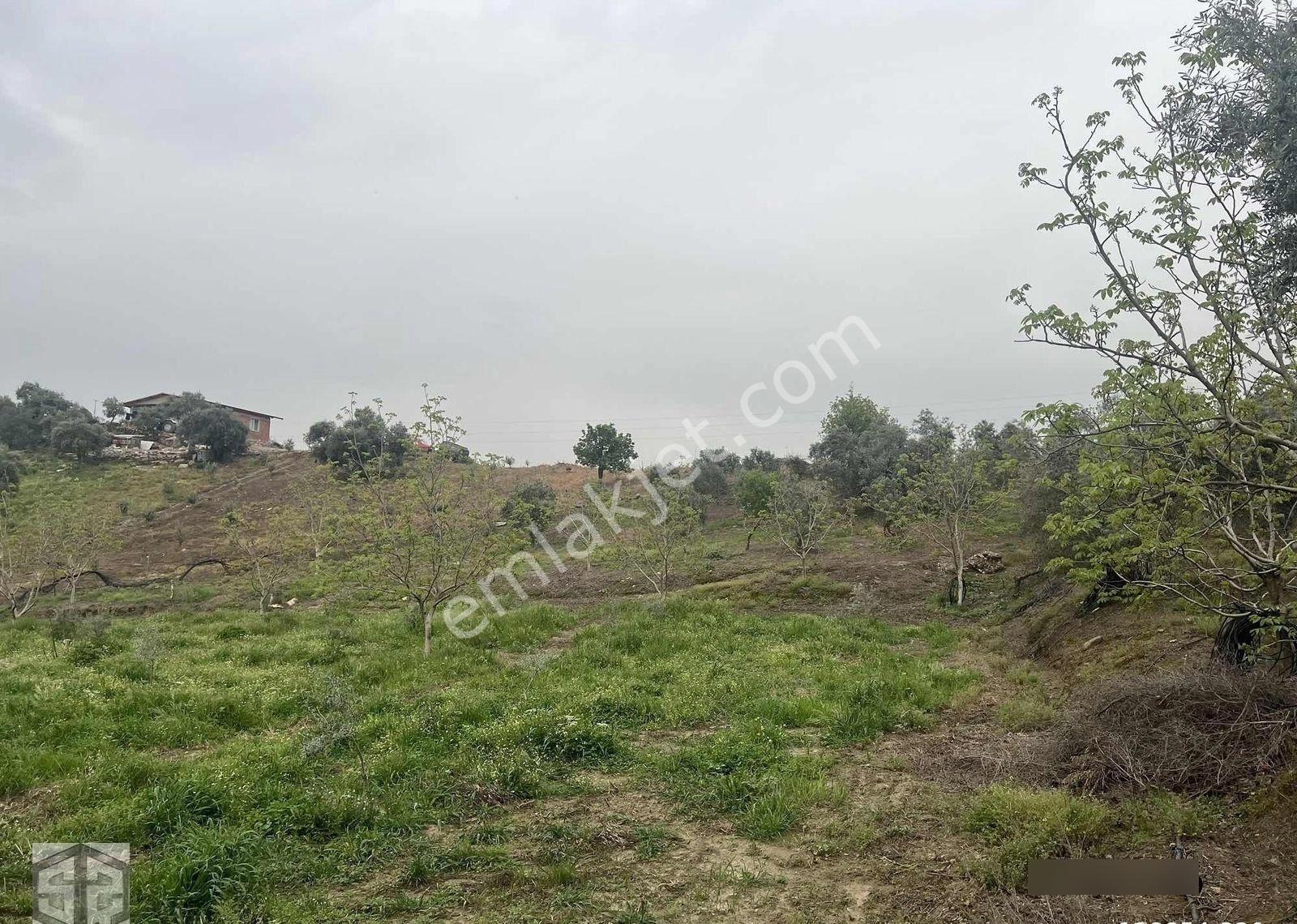 İzmir Tire Halkapınar Köyünde 5989m2 Bahçe - Görsel 26