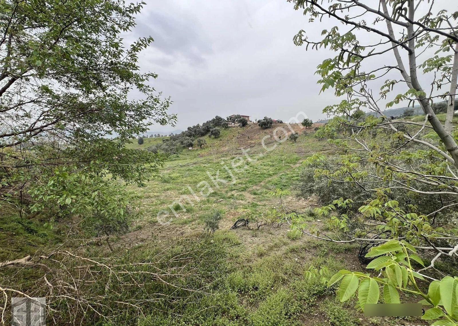 İzmir Tire Halkapınar Köyünde 5989m2 Bahçe - Görsel 24
