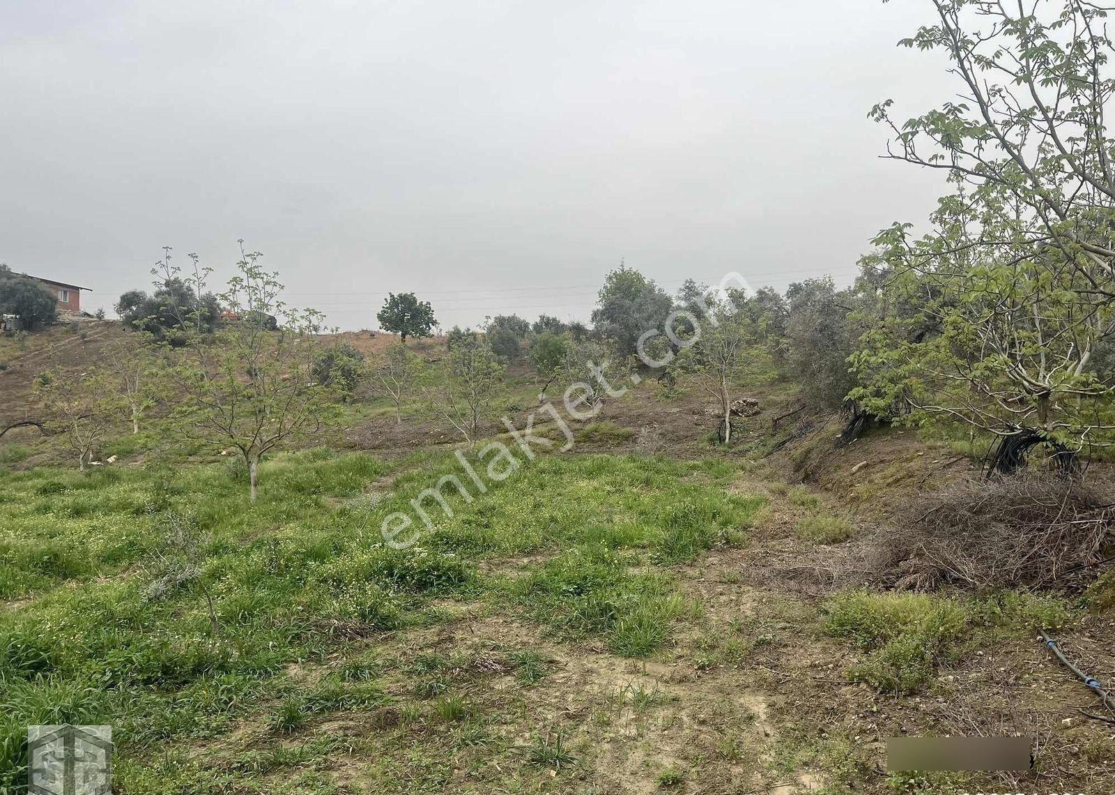 İzmir Tire Halkapınar Köyünde 5989m2 Bahçe - Görsel 31