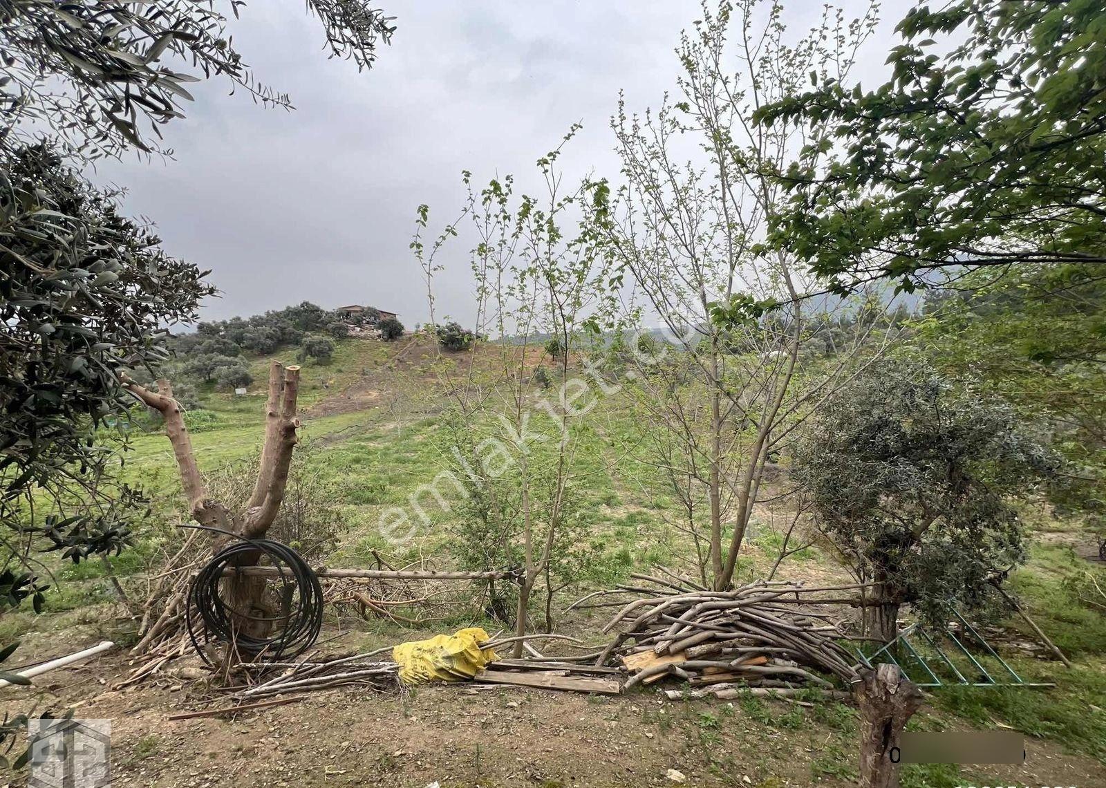 İzmir Tire Halkapınar Köyünde 5989m2 Bahçe - Görsel 18