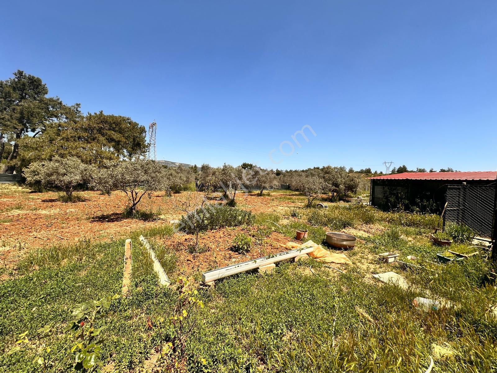 Kuşadası Yeniköy'de Huzur Arıyanlara 3600m² Arsada Müstakil Ev (villa Takaslı) - Görsel 6