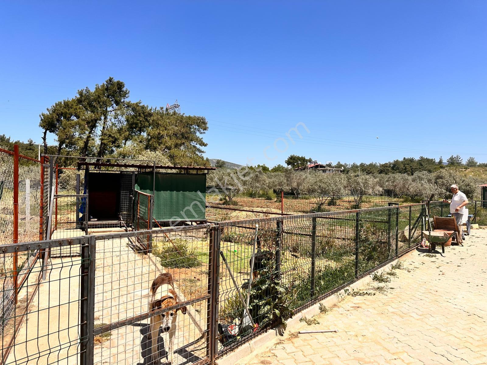 Kuşadası Yeniköy'de Huzur Arıyanlara 3600m² Arsada Müstakil Ev (villa Takaslı) - Görsel 17