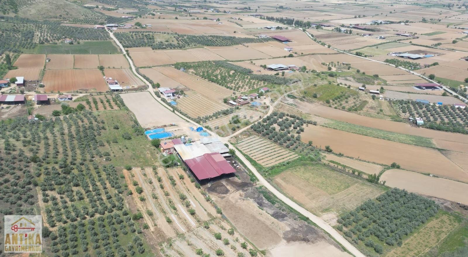 Antika Gayrimenkulden Emirli'de Satılık İncir Bahçesi