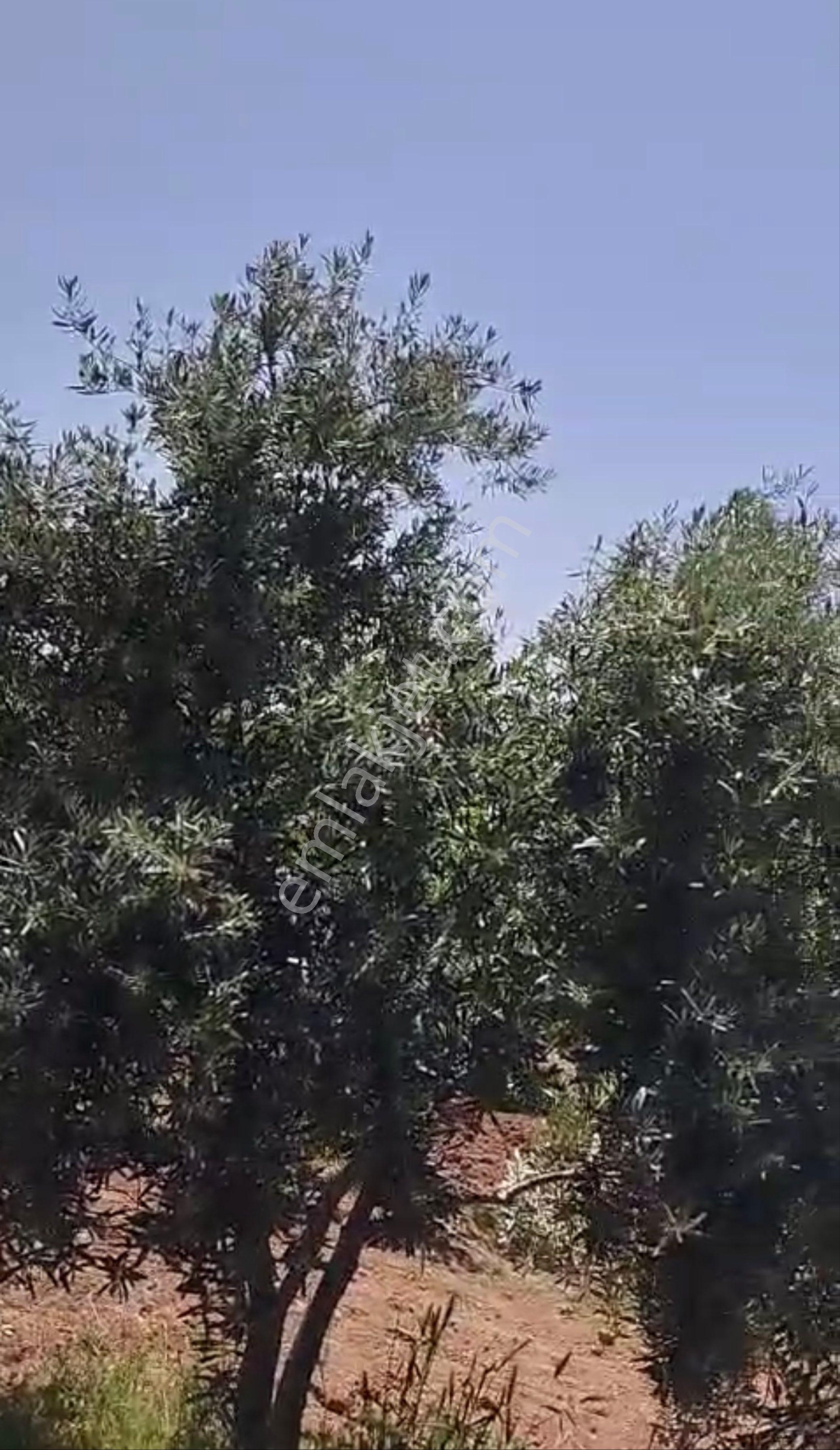 Şanlıurfa, Bozova 2 Parça Fıstıklık