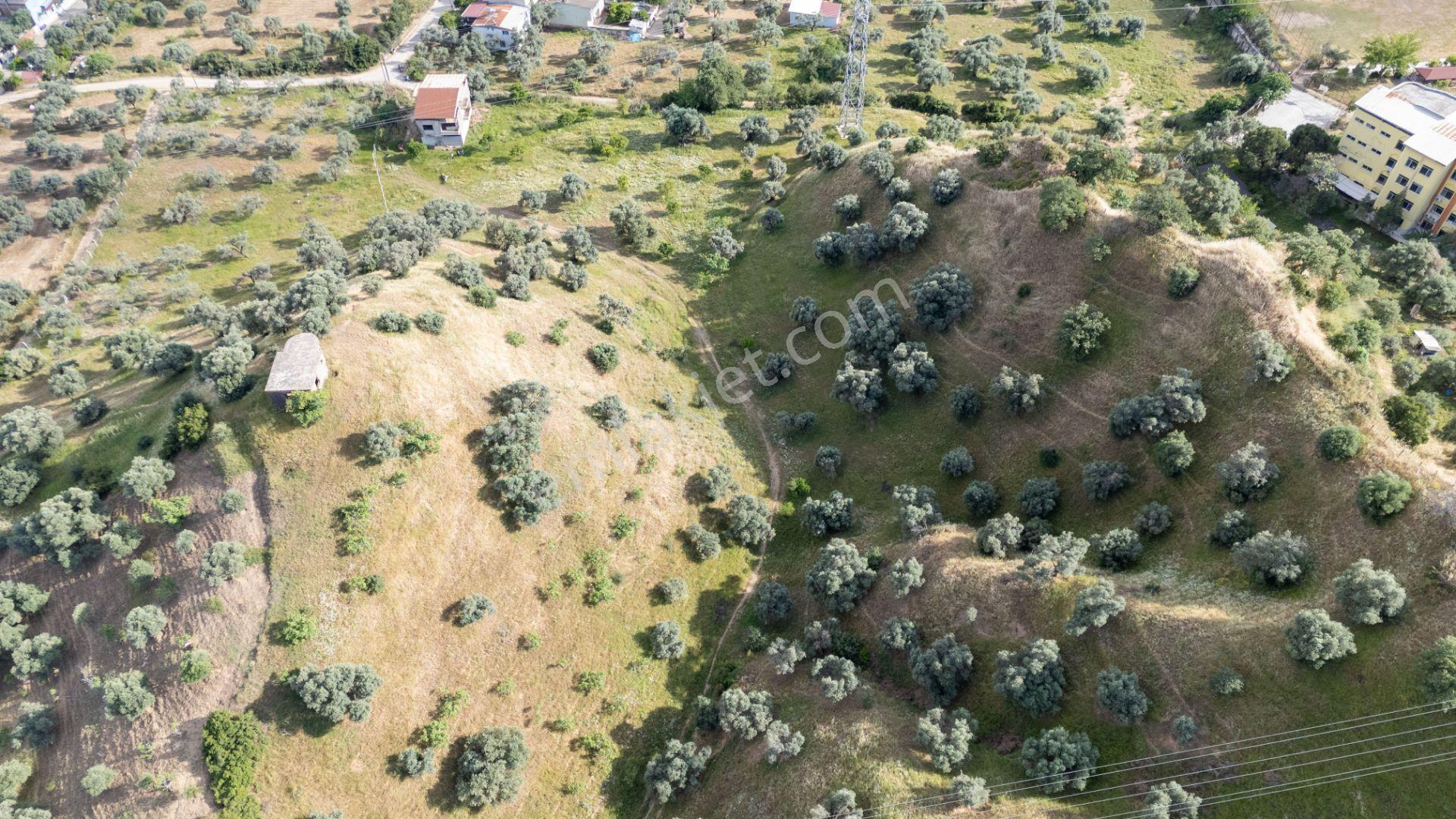 Pınarbaşı Mahallesinde Satılık İmarlı Zeytinlik - Görsel 6