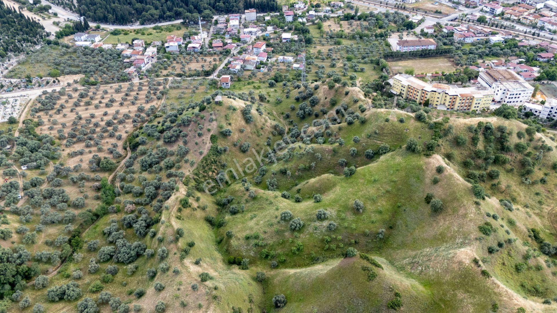 Pınarbaşı Mahallesinde Satılık İmarlı Zeytinlik - Görsel 4