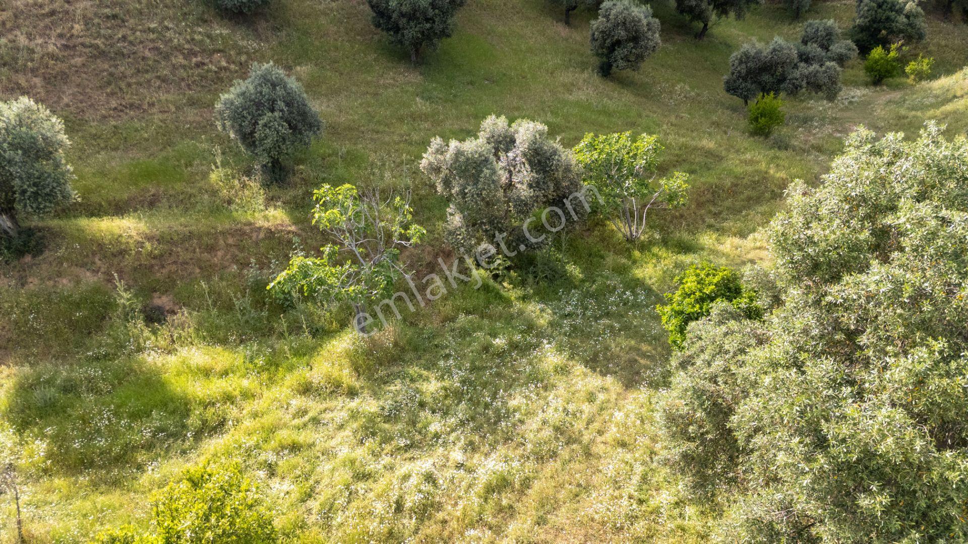Pınarbaşı Mahallesinde Satılık İmarlı Zeytinlik - Görsel 9