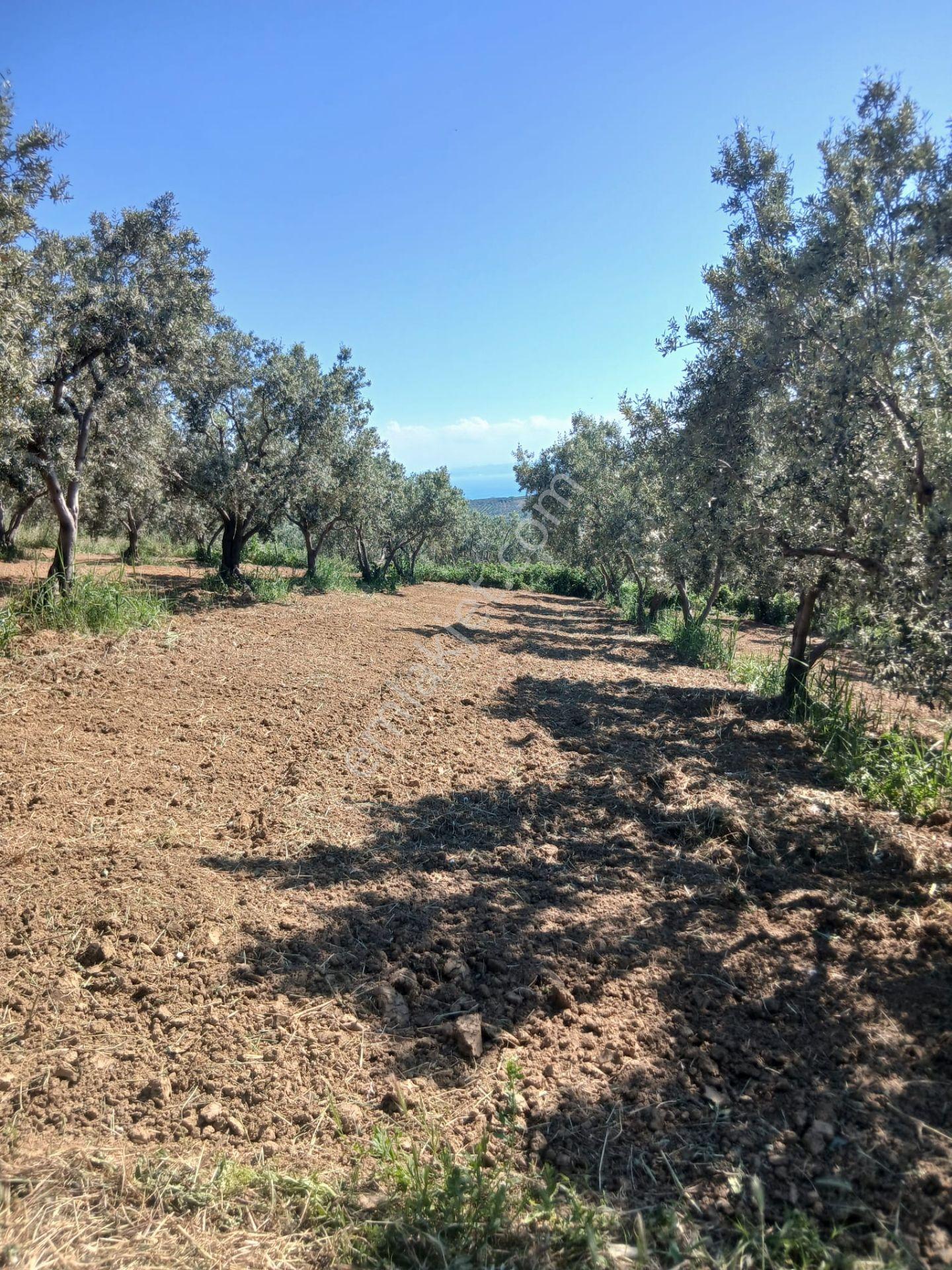 Deniz Manzaralı Satılık Zeytinlik