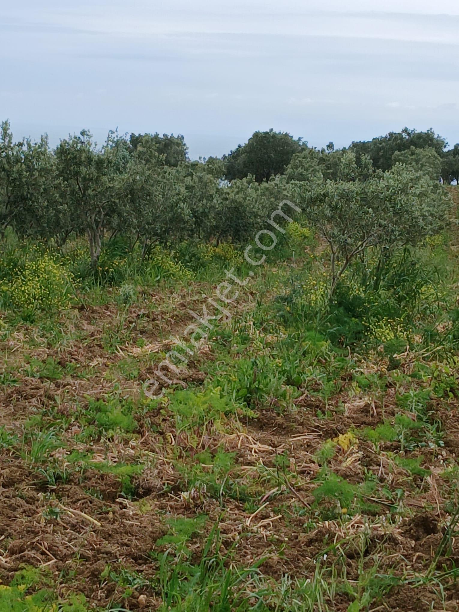 Deniz Manzaralı Satılık Zeytinlik - Görsel 7