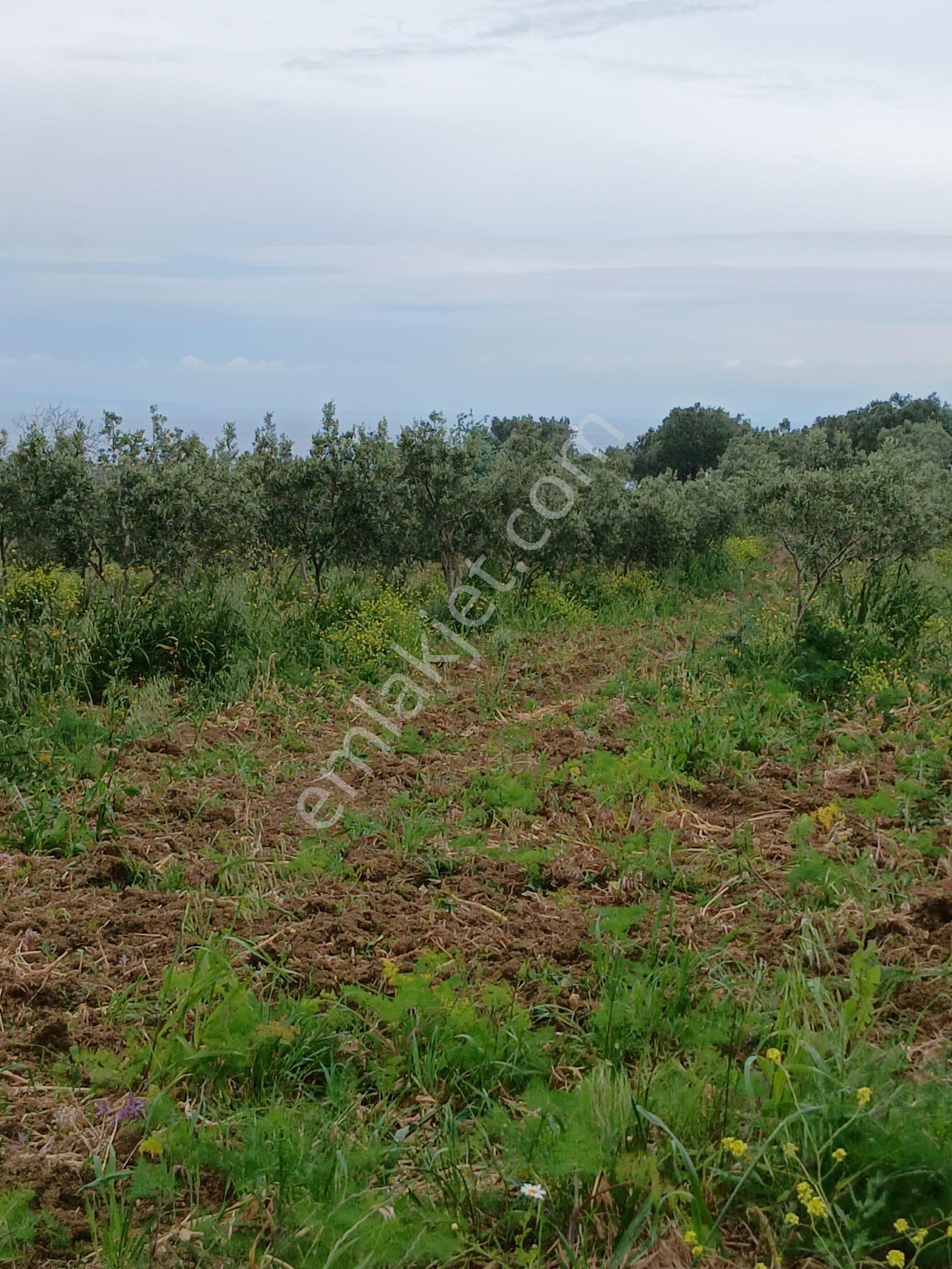 Deniz Manzaralı Satılık Zeytinlik - Görsel 4