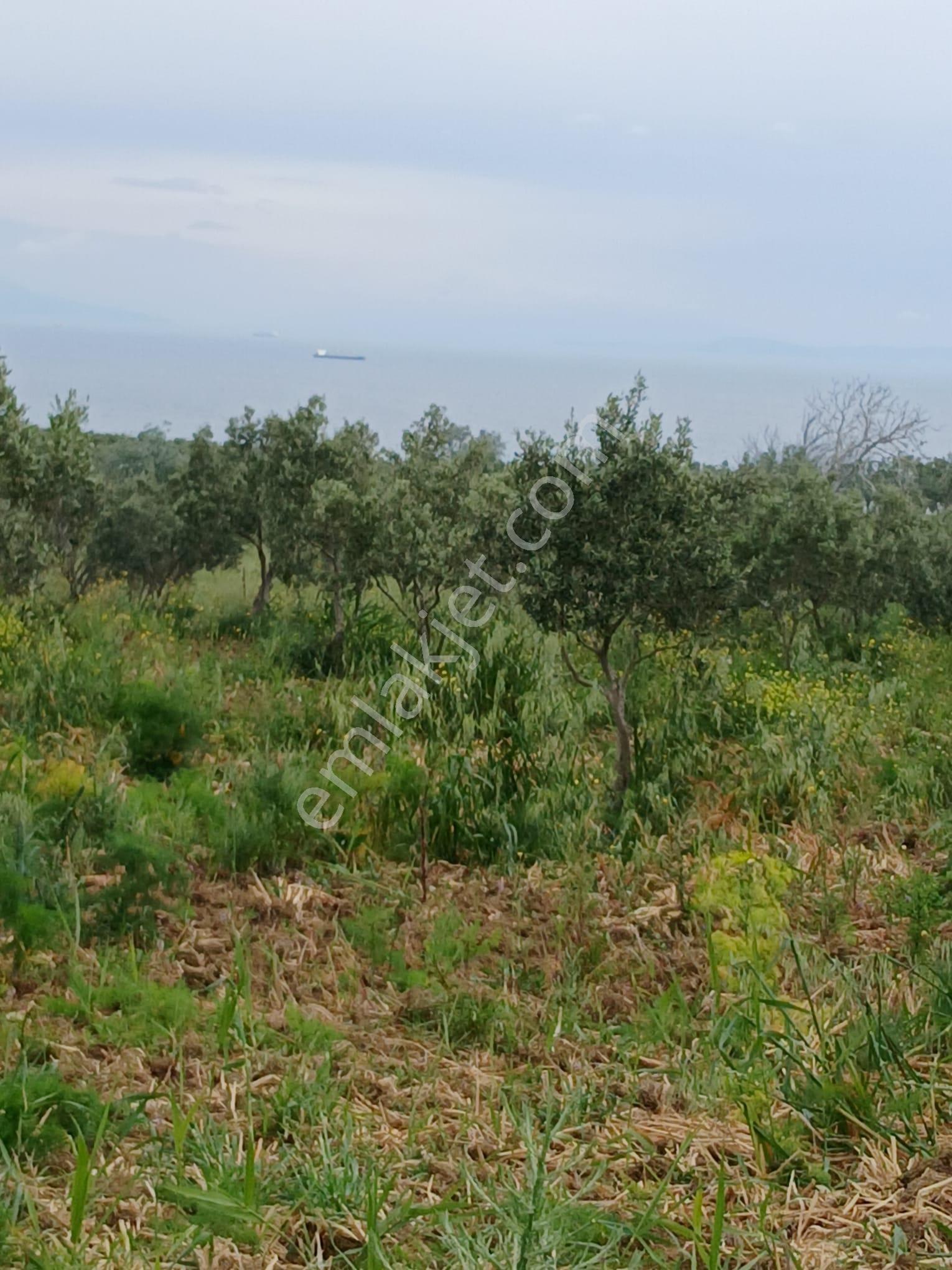 Deniz Manzaralı Satılık Zeytinlik - Görsel 5