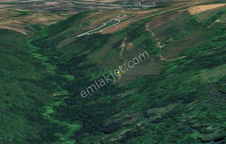 C21 Cius; Gemlik Güvenli’de Doğa İçinde 472 M² Zeytinlik - Görsel 3