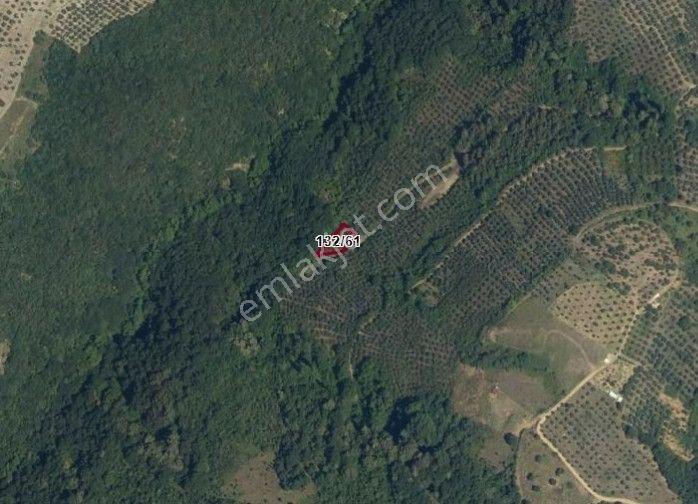 C21 Cius; Gemlik Güvenli’de Doğa İçinde 472 M² Zeytinlik