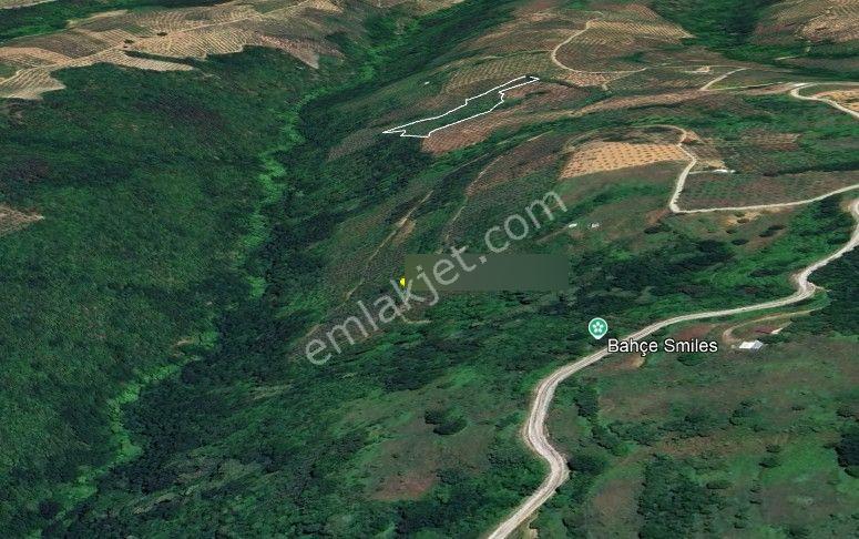 C21 Cius; Gemlik Güvenli’de 2.000 M² Zeytinlik - Görsel 3