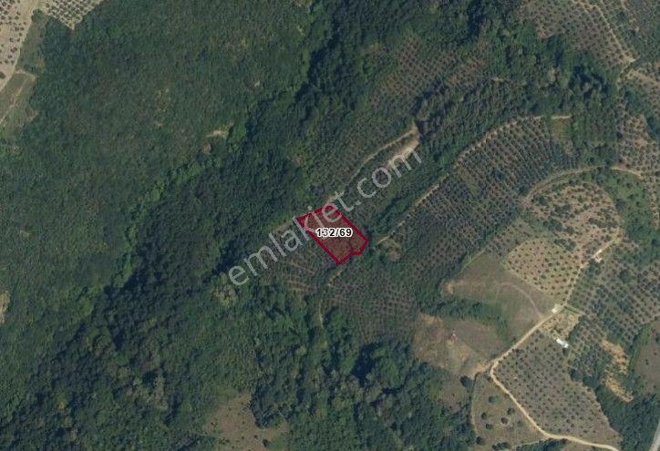 C21 Cius; Gemlik Güvenli’de 2.000 M² Zeytinlik