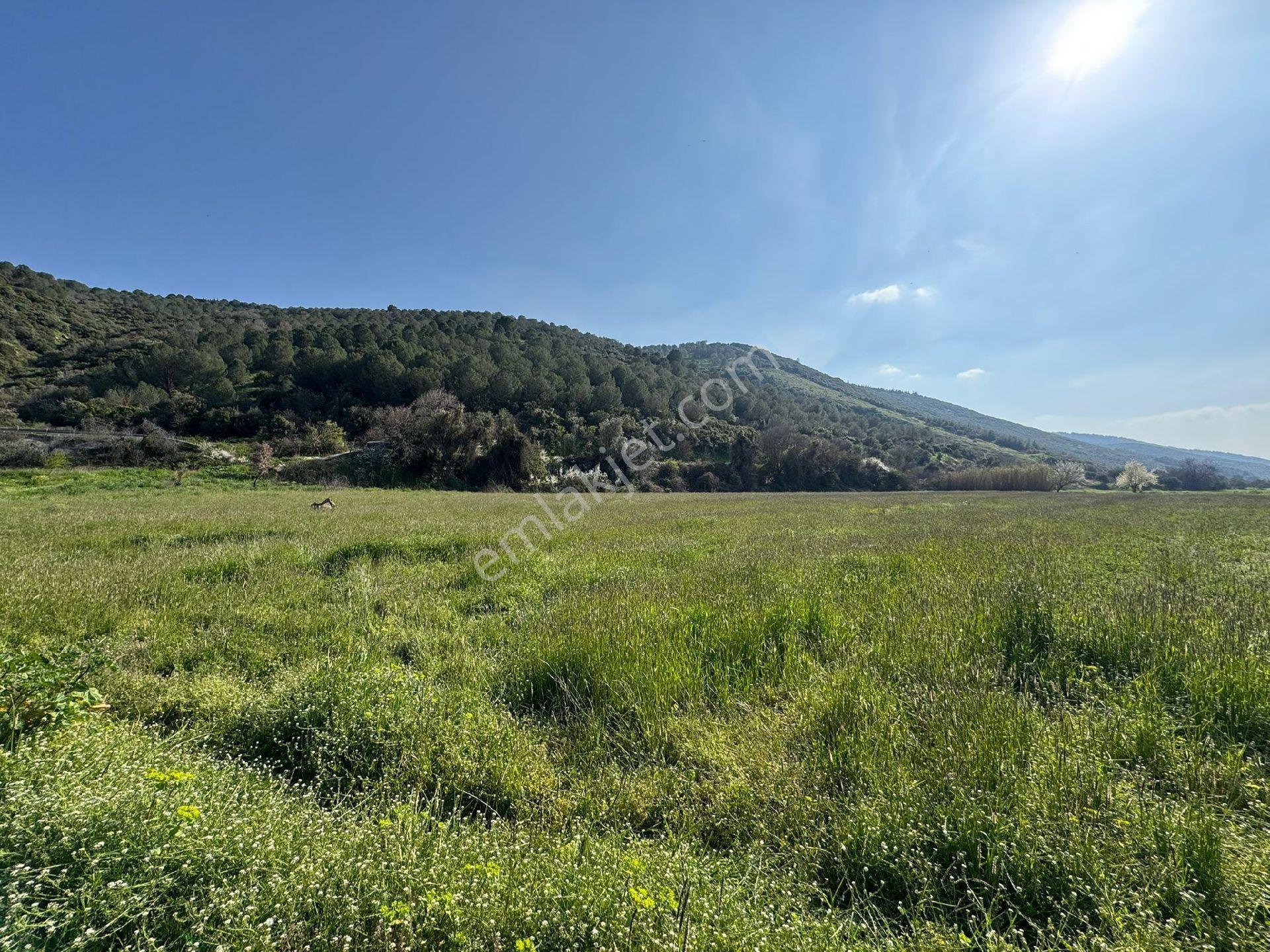 Bergama Sindel Mah Yol Üzerinde Su Sıkıntısı Olmayan Verimli Hobi Bahçesine Uygun Satılık Tarla - Görsel 9