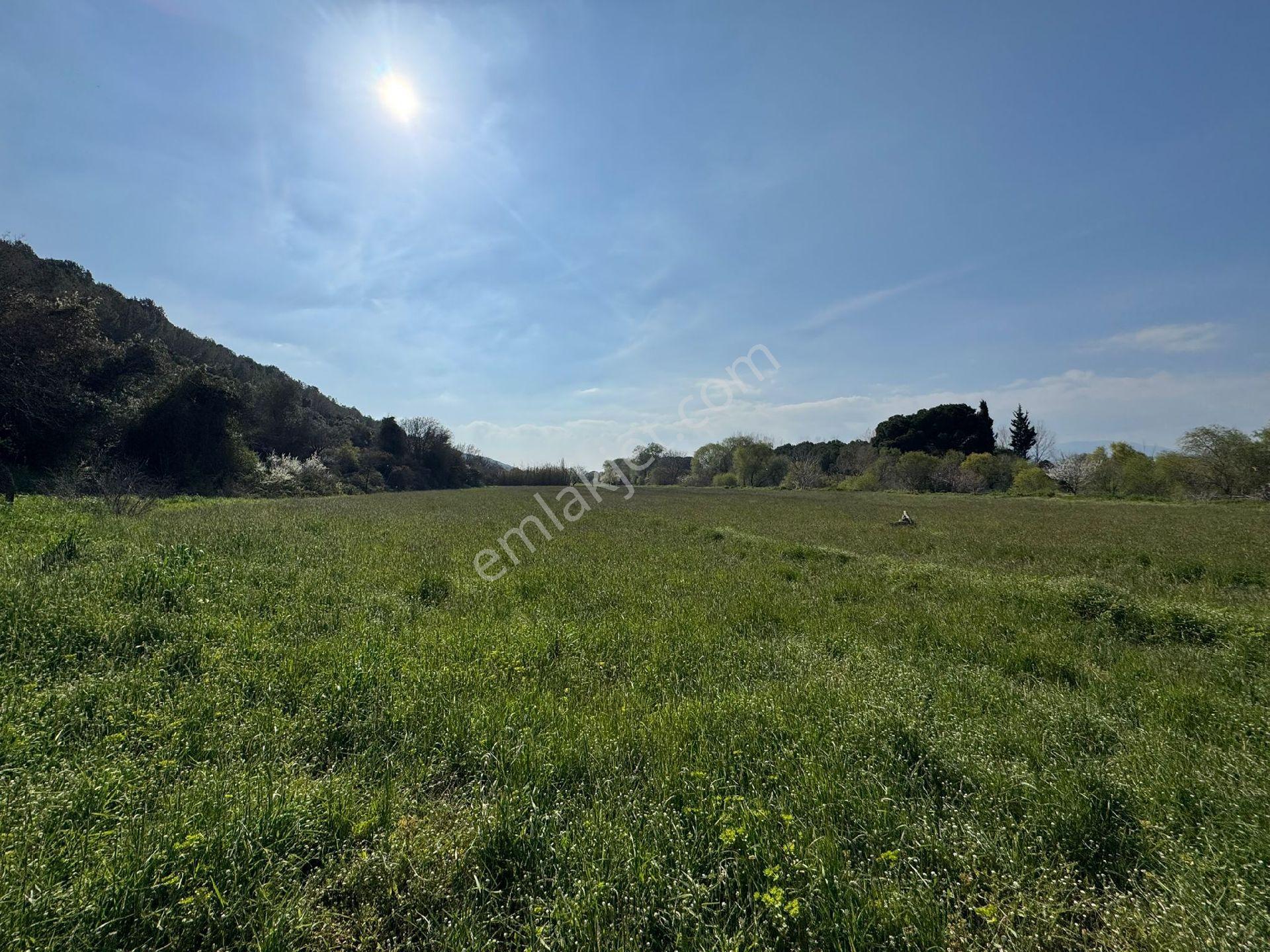 Bergama Sindel Mah Yol Üzerinde Su Sıkıntısı Olmayan Verimli Hobi Bahçesine Uygun Satılık Tarla - Görsel 13
