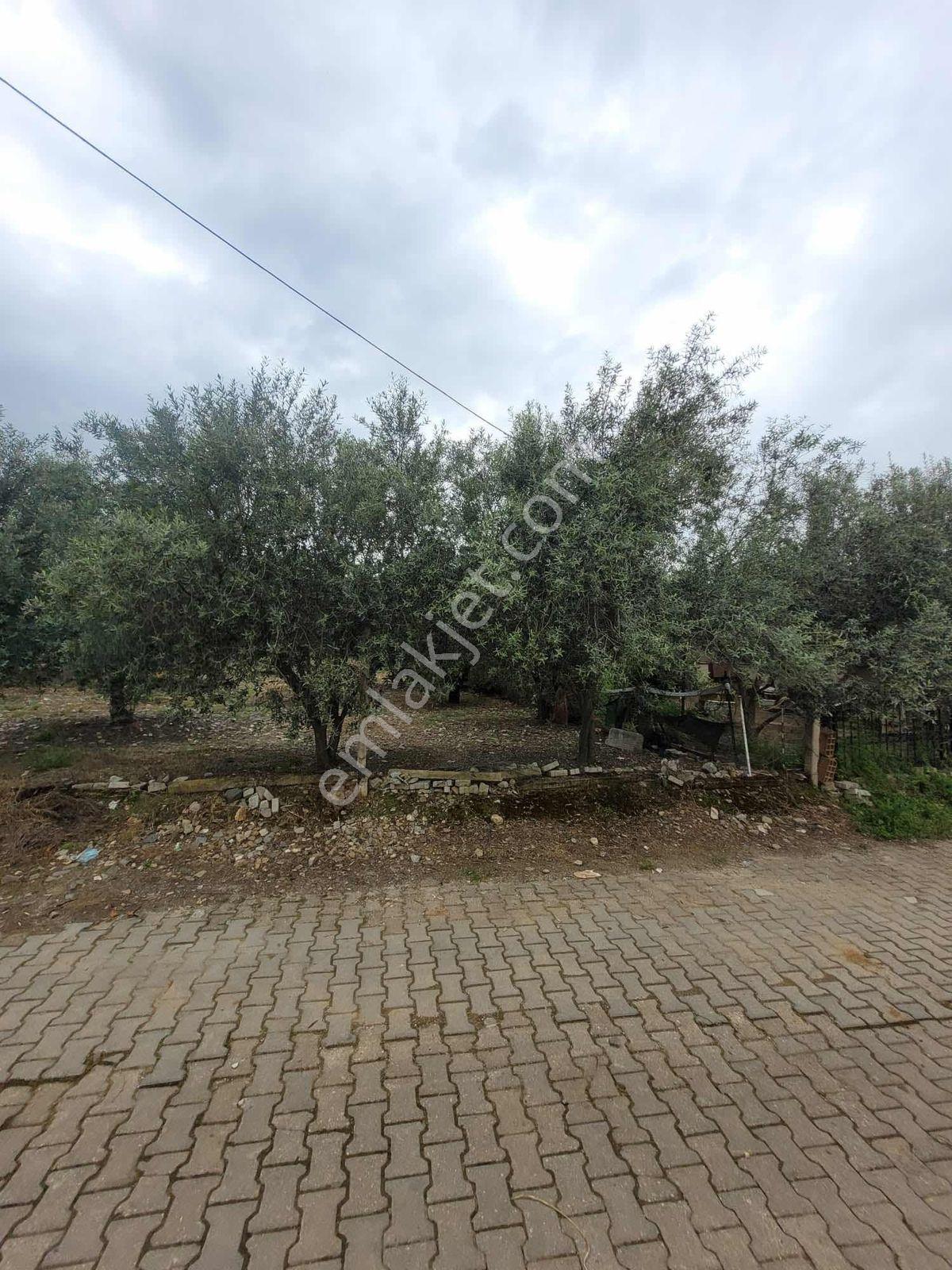 Nova'dan Dalbahçe Köyünde 2925m2 Satılık Arsa - Görsel 28