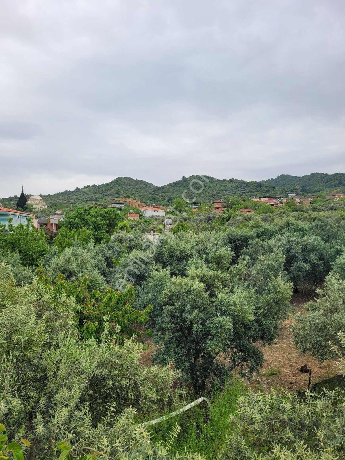 Nova'dan Dalbahçe Köyünde 2925m2 Satılık Arsa - Görsel 6