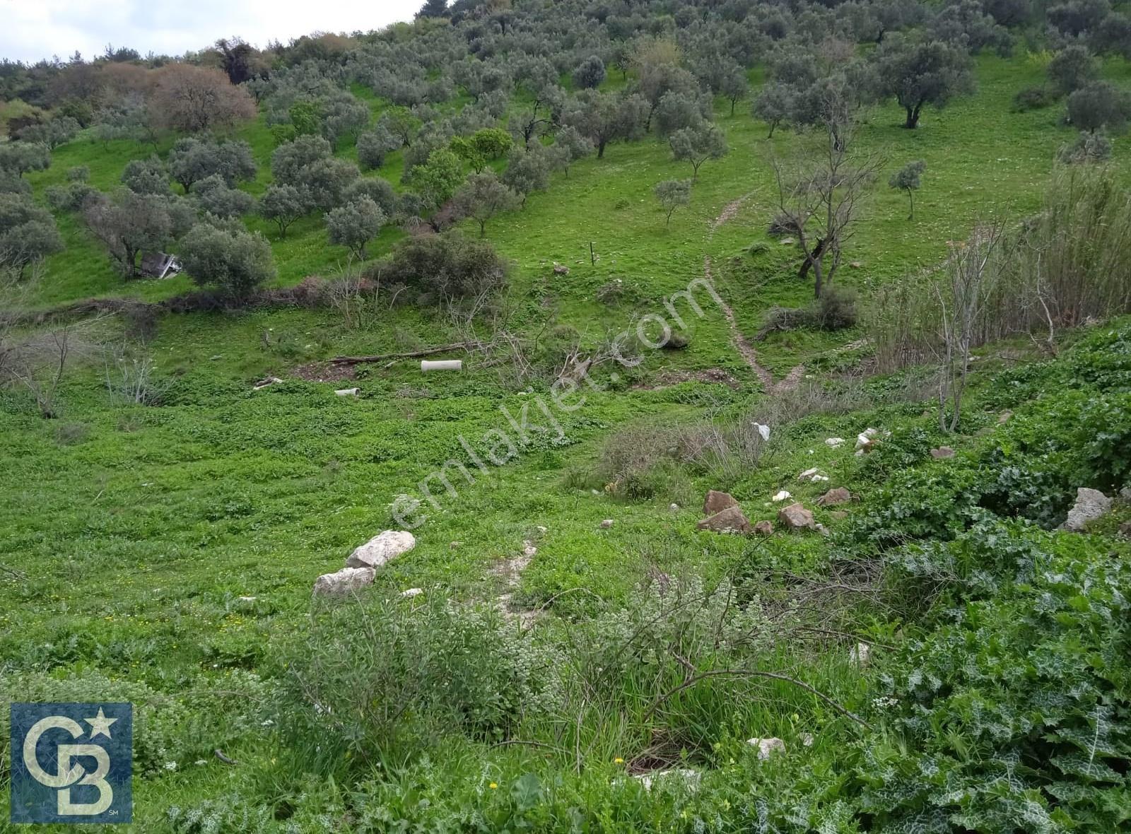 Bozköy İçerisinde Yola Cepheli 8 Hisseli 1948 M2 Satılık Bahçe - Görsel 14