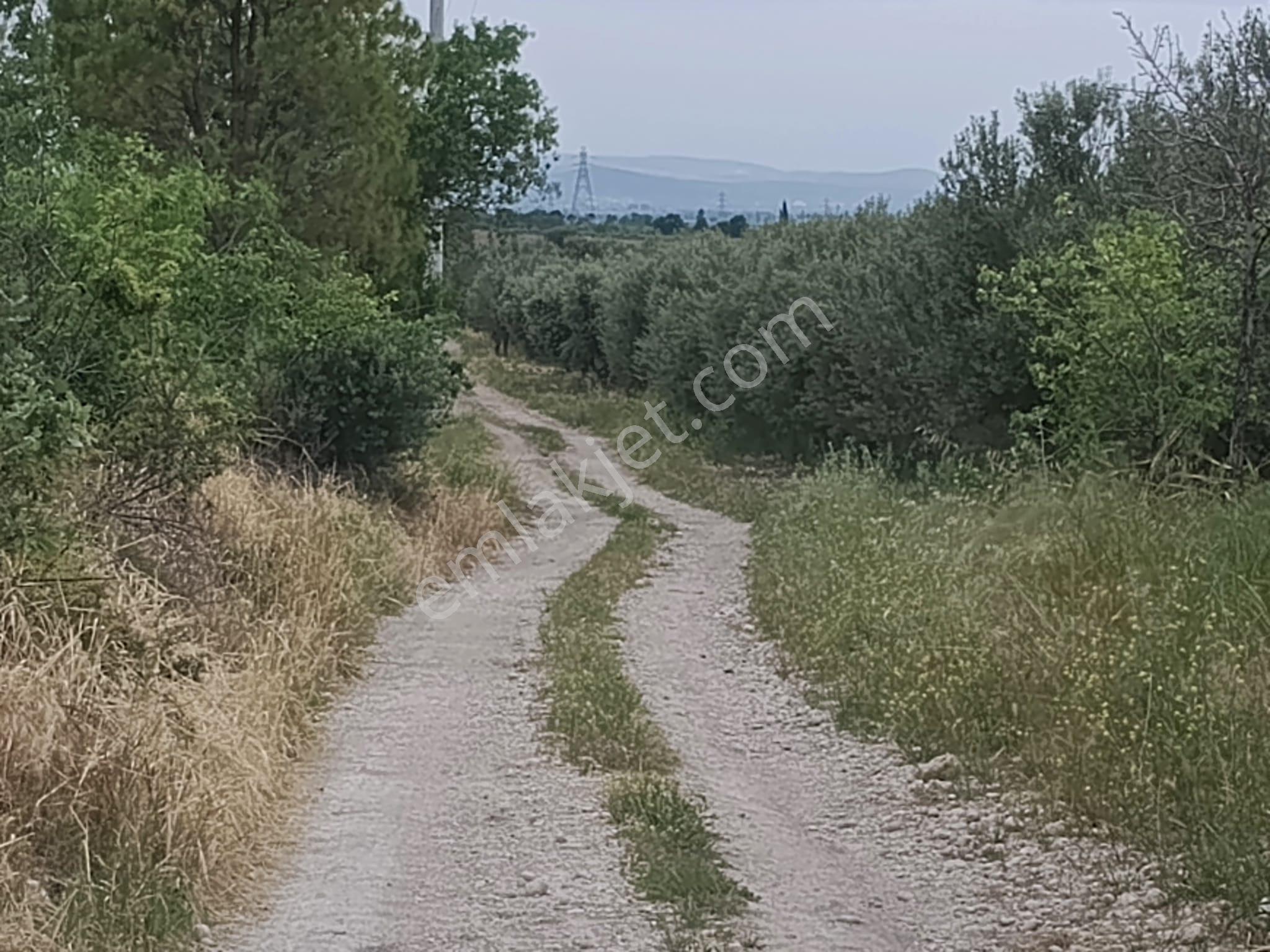 Sarıcalar-hamidiye Arasında 140 Ağaçlık Zeytinlik - Görsel 10