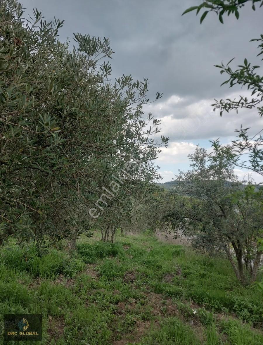Soma Karacahisar Köy İçinde Eşyalı Ev Ve Zeytinlik - Görsel 18