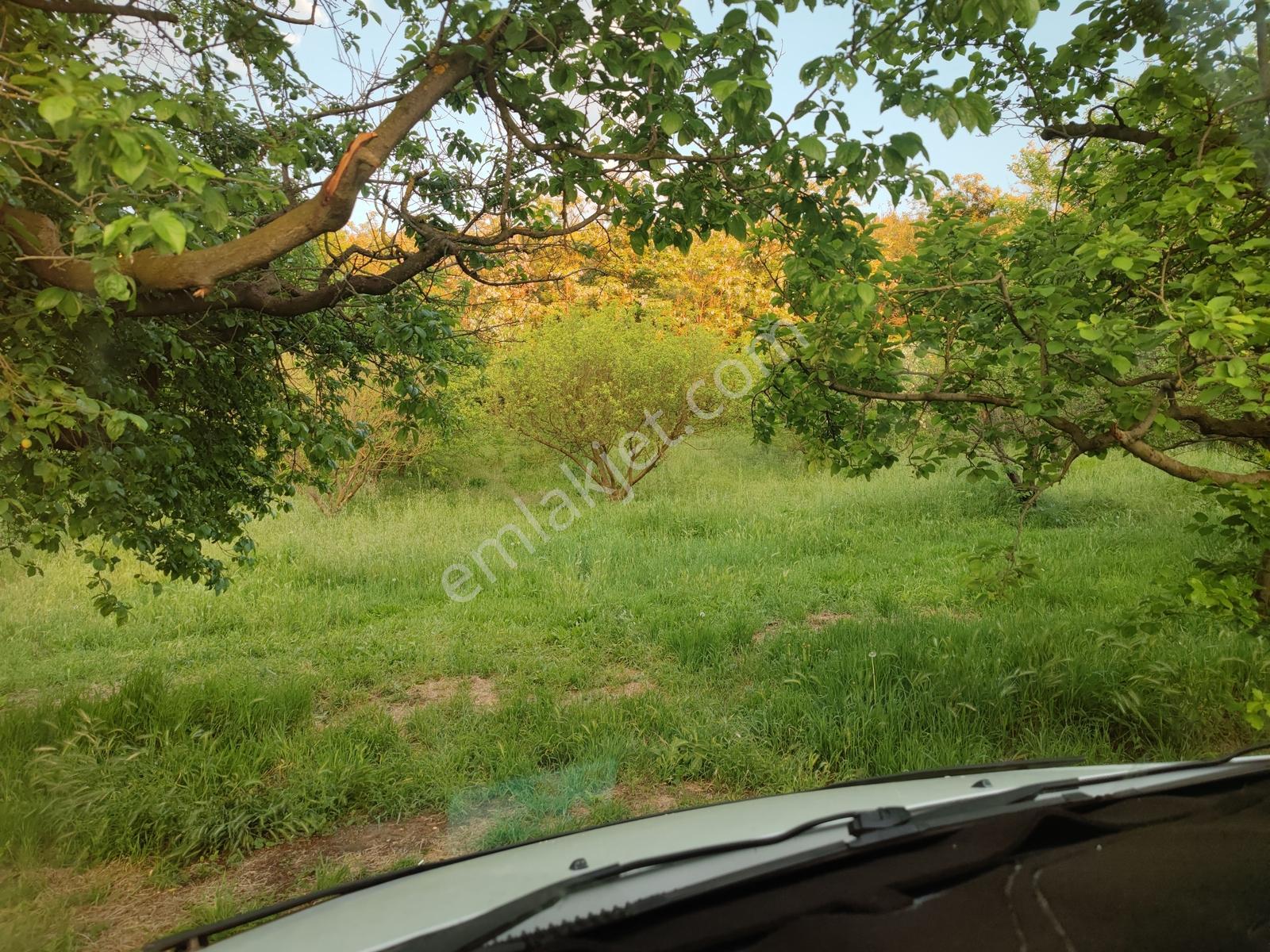Sakarya Geyve 5dk Asfalta 15 Metre Bahçe Nitelik Karışık Meyve - Görsel 2