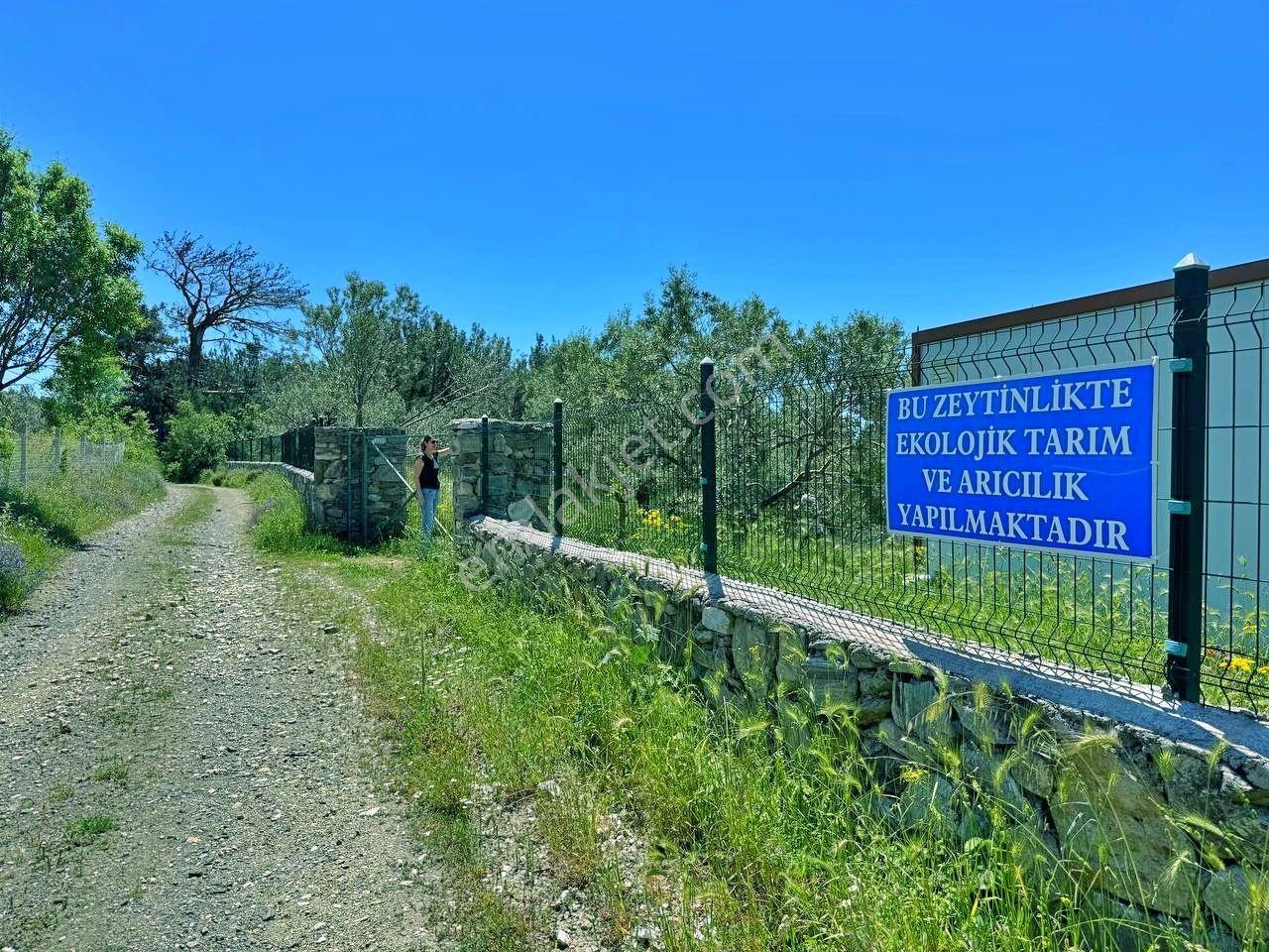 Uytundan Kızılkeçilide Ekolojik Tarıma Uygun Manzaralı Zeytinlik - Görsel 11