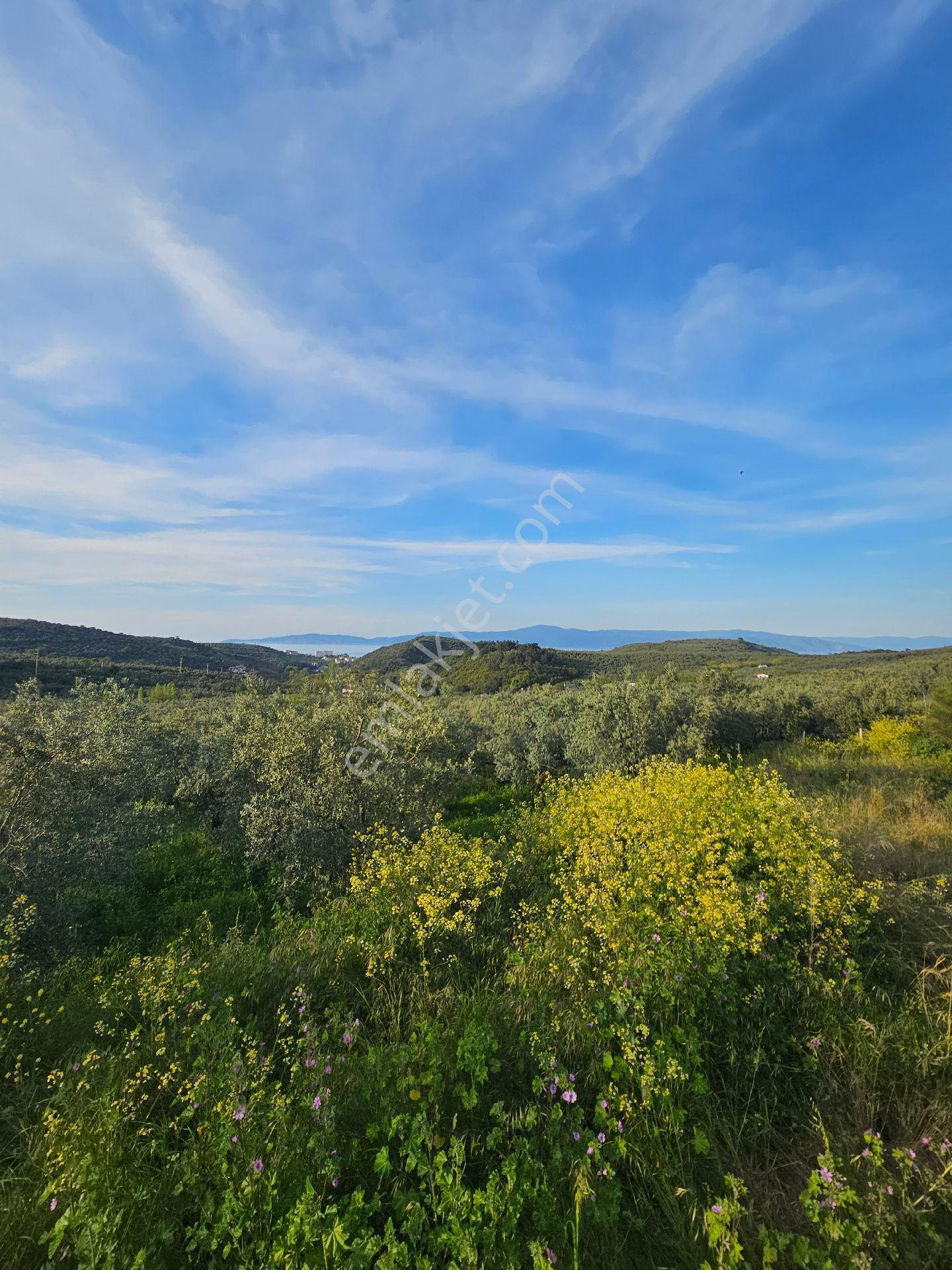 Mudanya Tirilye Talatbeyde Satılık Zeytinlik - Görsel 11
