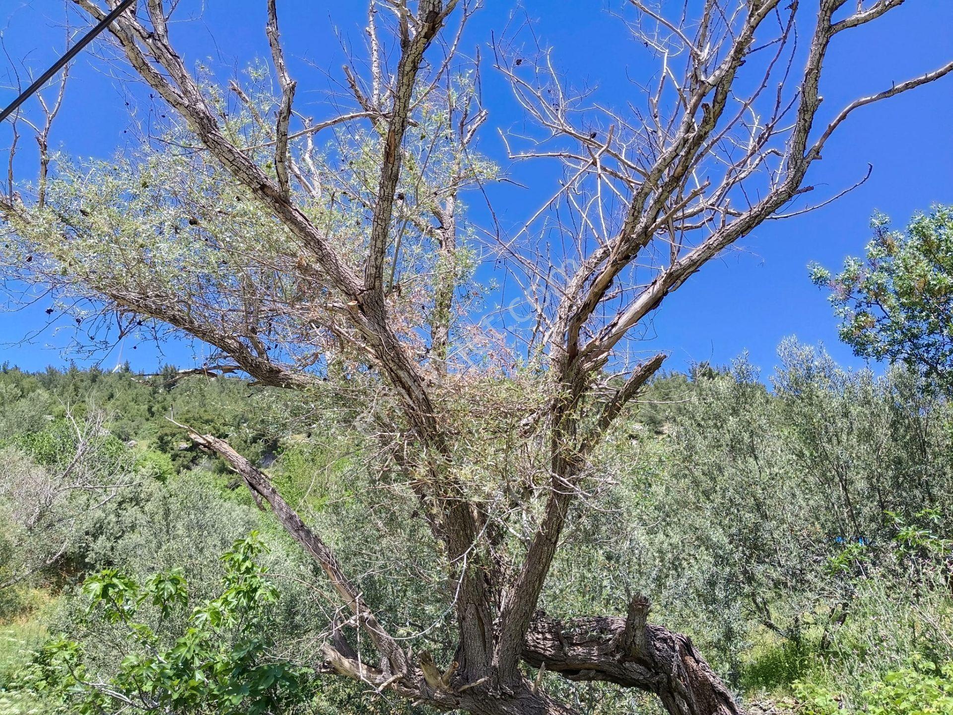 Çamoba'da Ana Yola Cephe 177 M2 İmarlı Arsa - Görsel 6