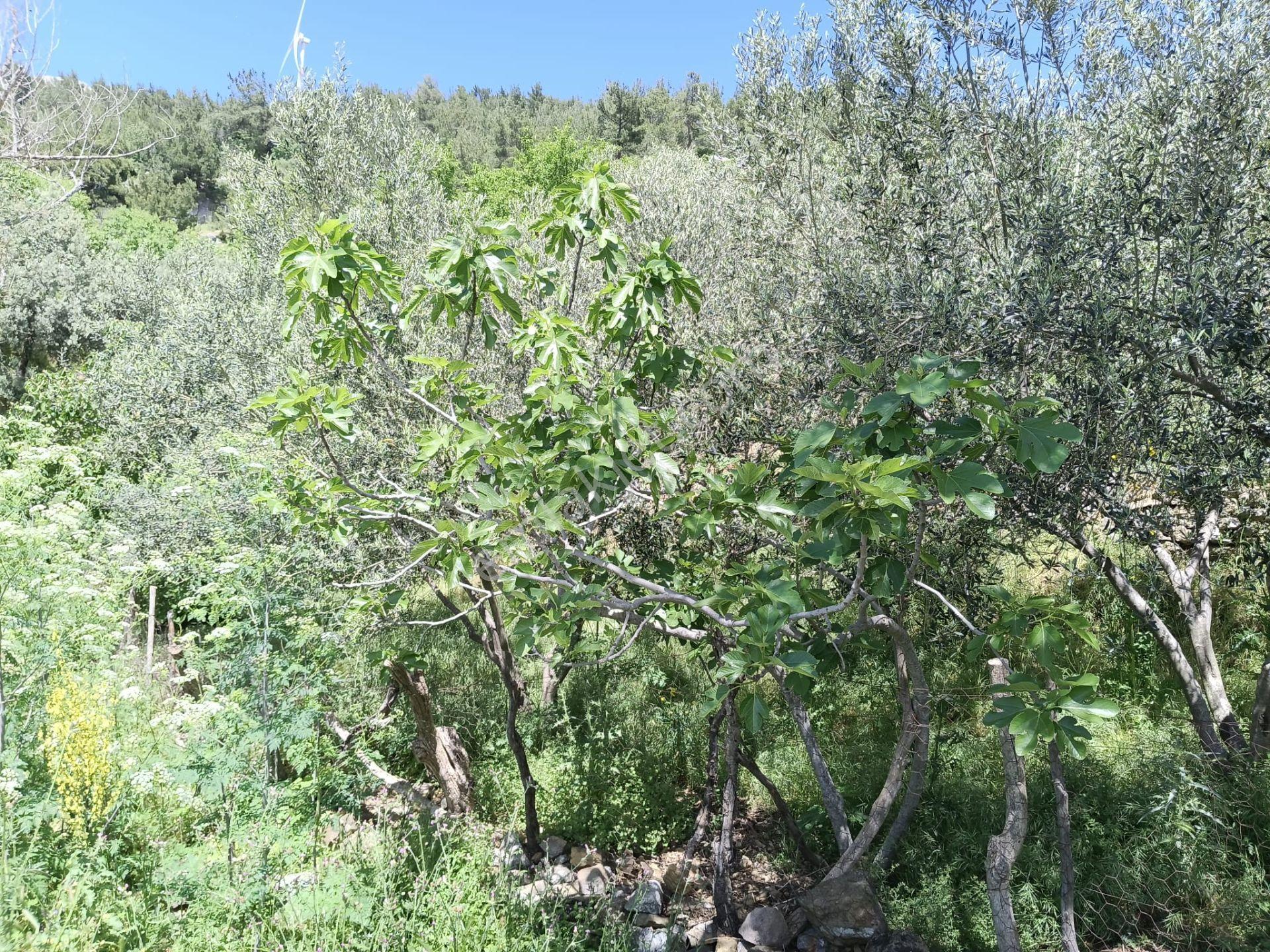 Çamoba'da Ana Yola Cephe 177 M2 İmarlı Arsa - Görsel 7