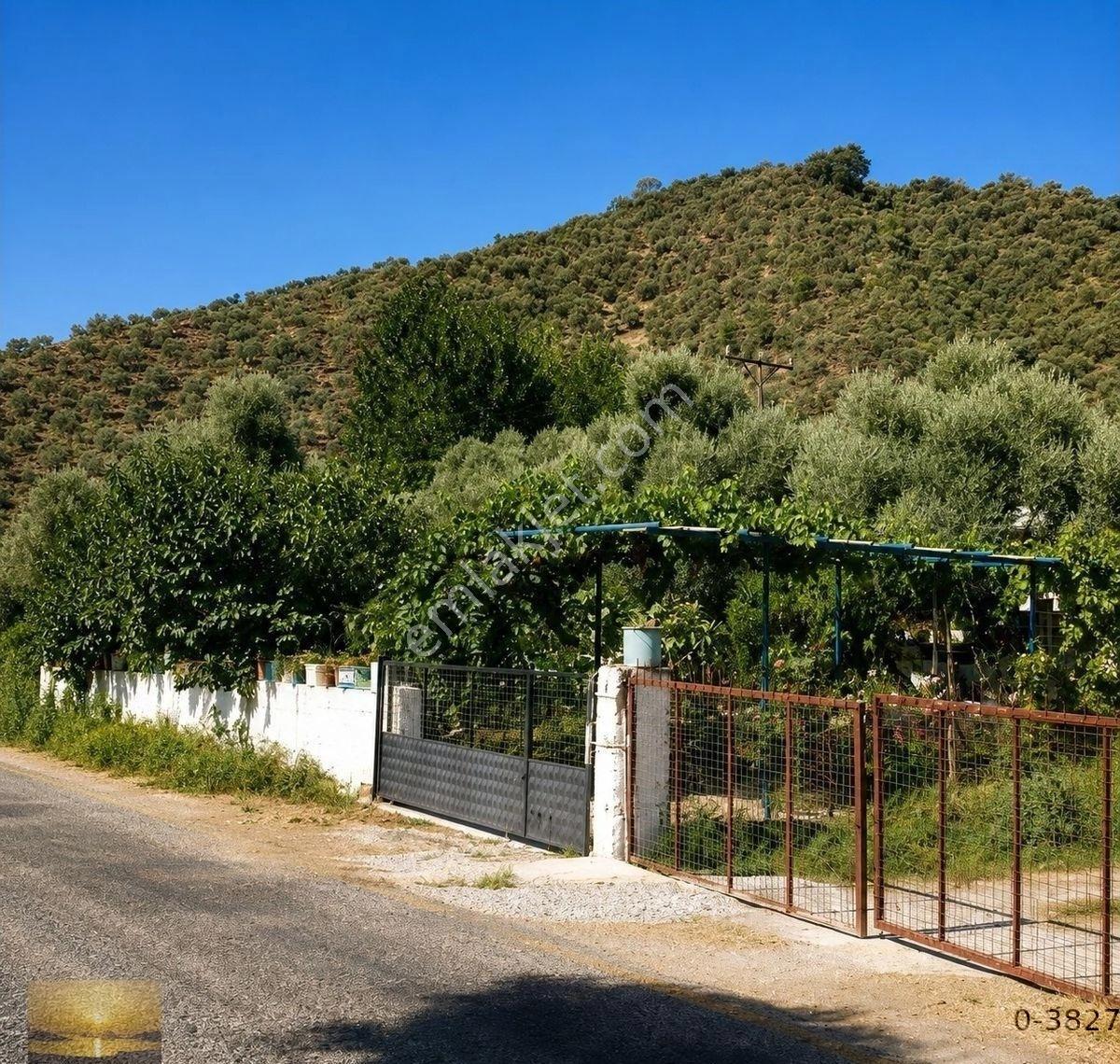 Milas Kandak Köyünde Satılık 14 Dönüm Zeytinlik Tarla Yatırımlık - Görsel 21