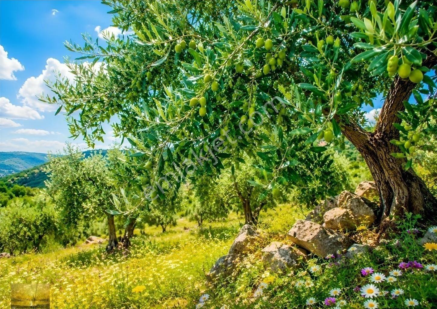 Milas Kandak Köyünde Satılık 14 Dönüm Zeytinlik Tarla Yatırımlık - Görsel 2