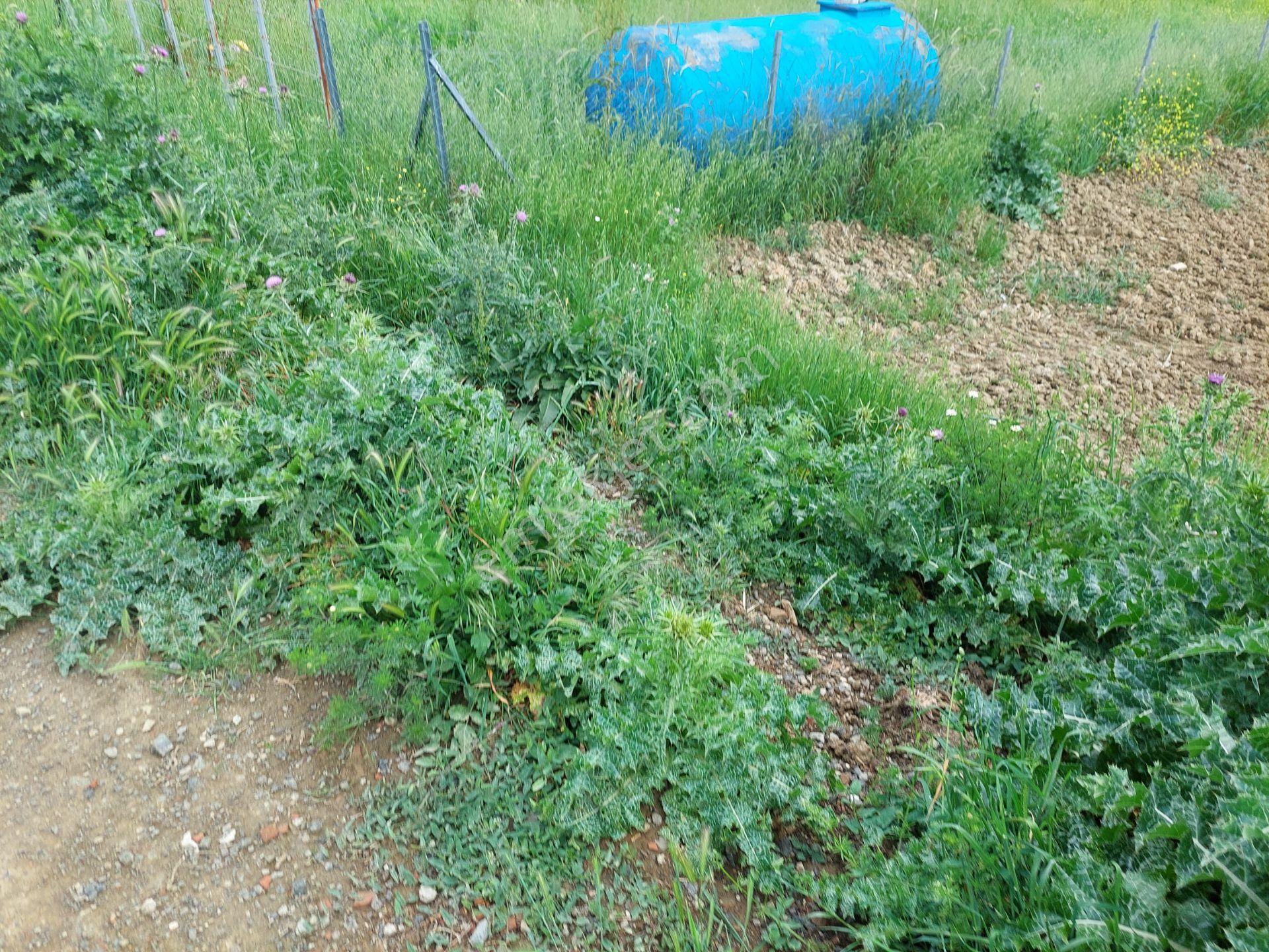 Çanakçıda Satılık Bahçe - Görsel 15