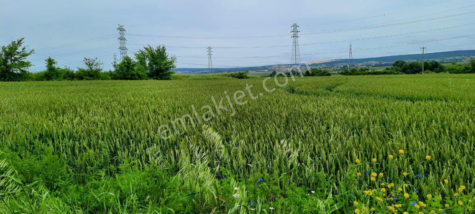 Tek Tapu 4390 M2 Yatırımlık Tarla - Görsel 4