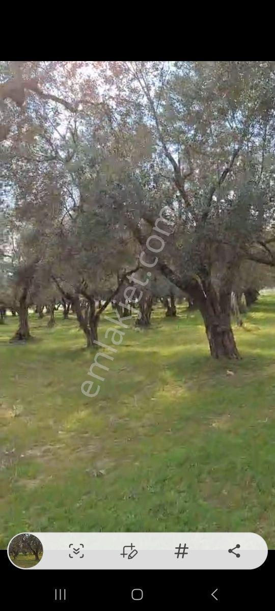 İzmir Torbalı Da Verimli Zeytinlik - Görsel 2